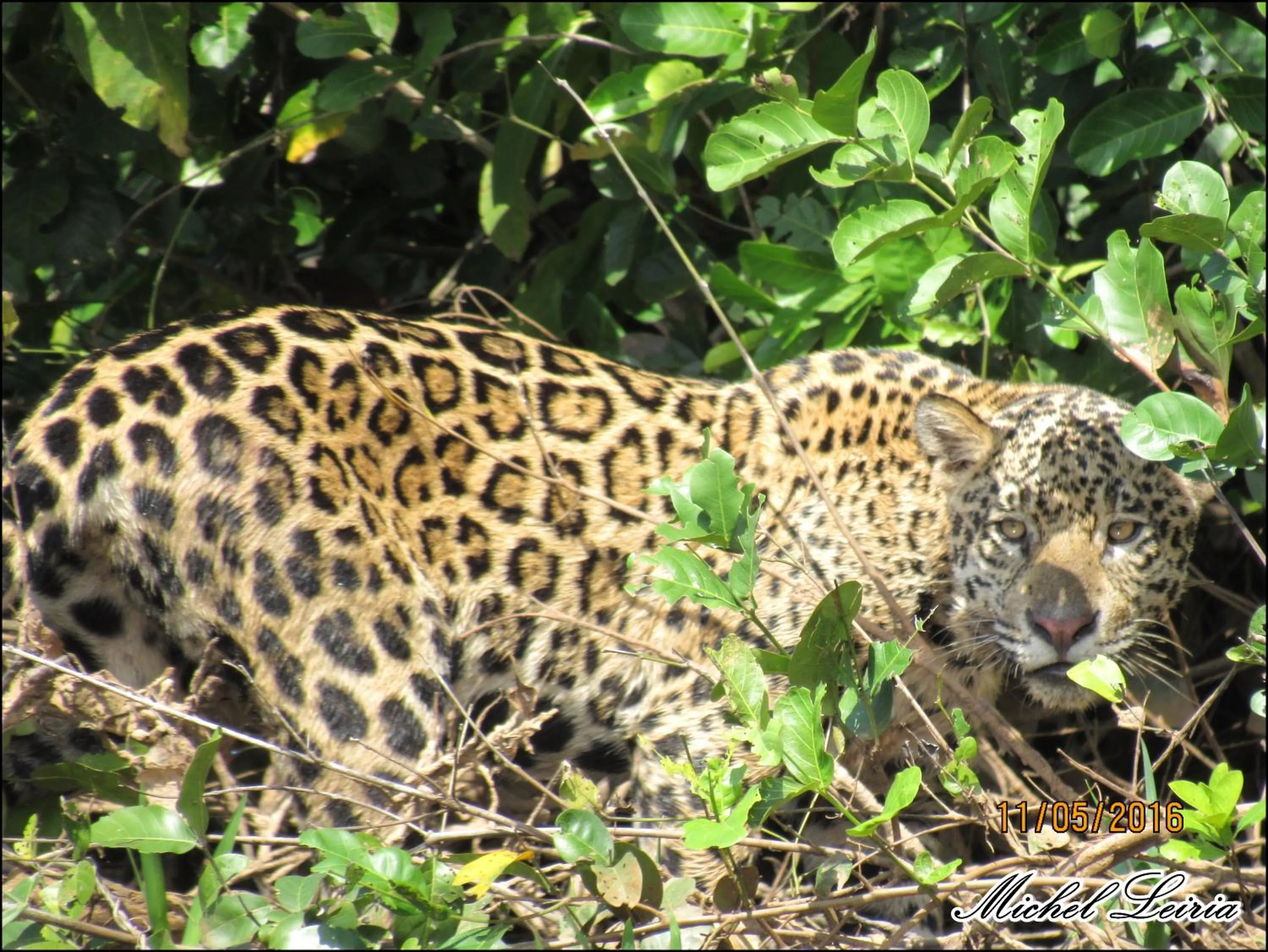 Animals in Pousada Rio Claro