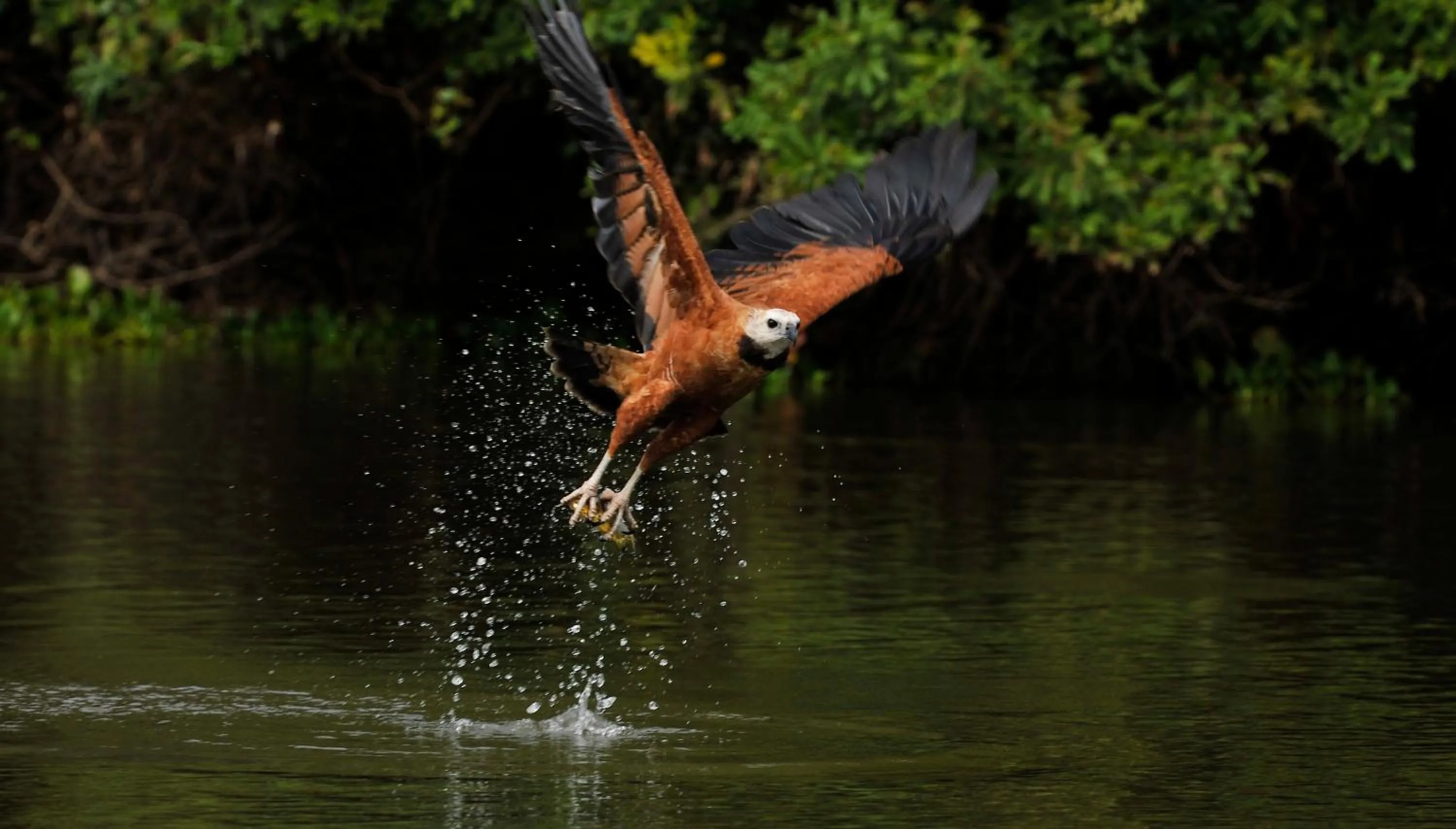 Animals in Pousada Rio Claro