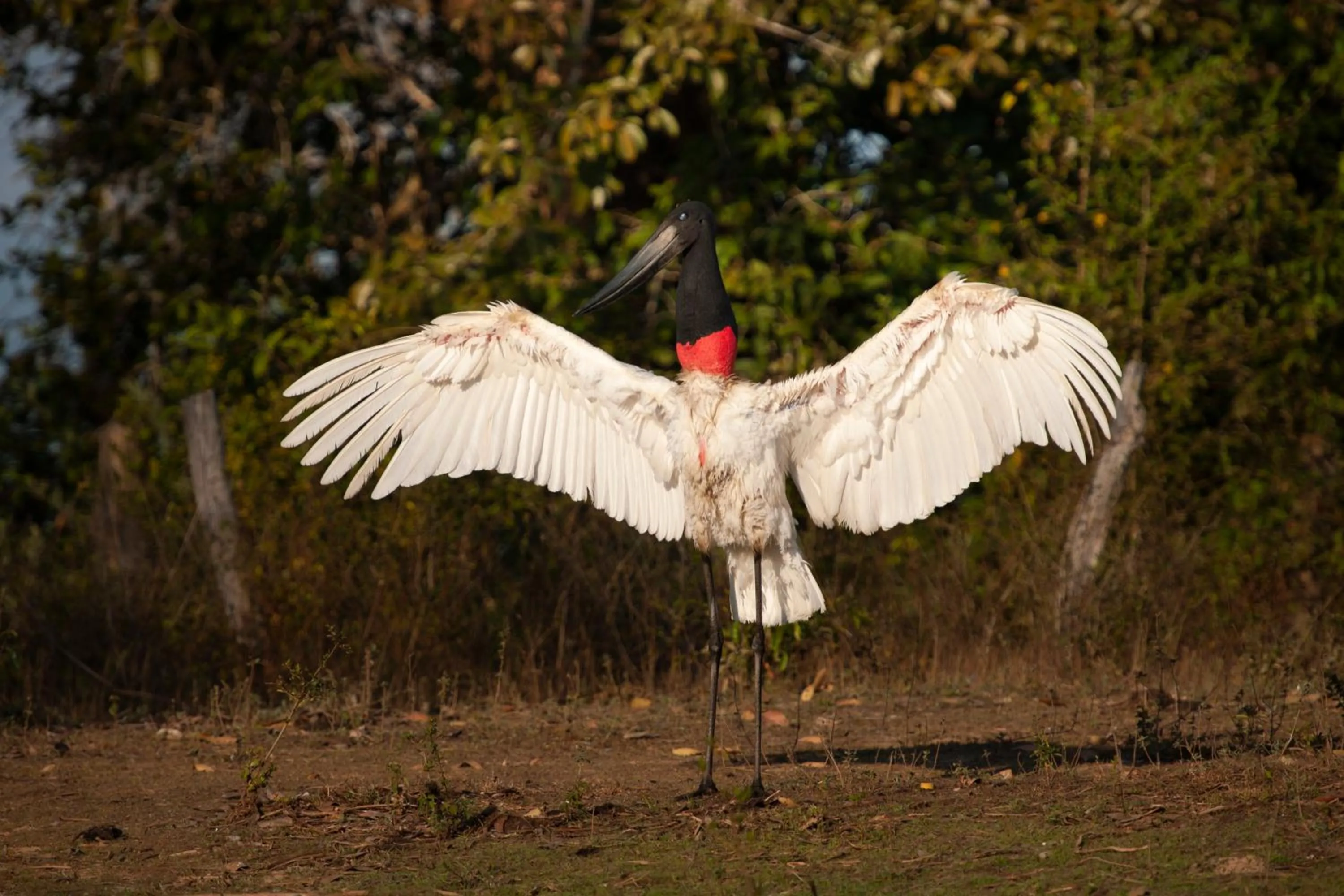 Animals in Pousada Rio Claro