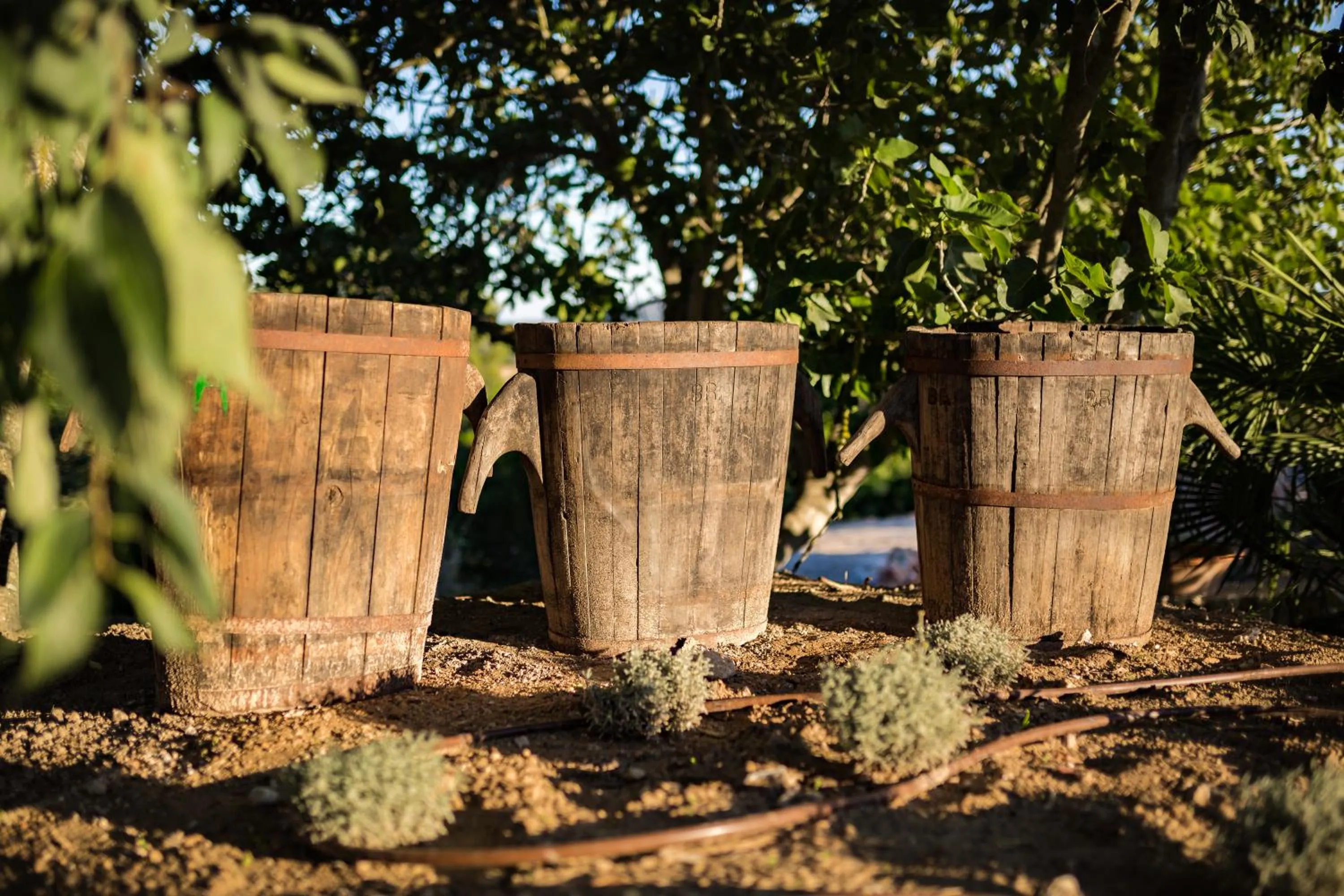 Garden in Agroturismo Ses Vistes
