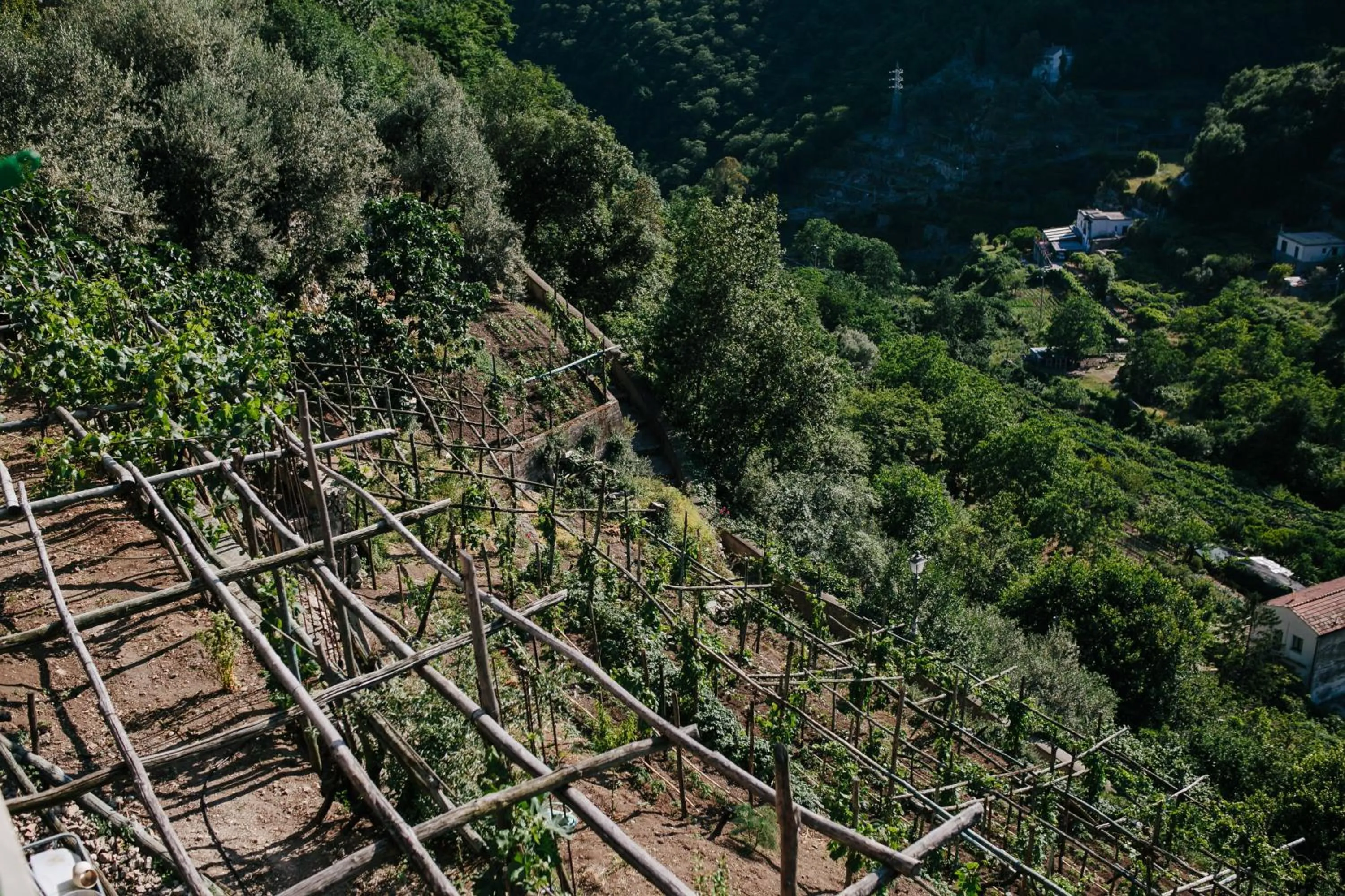Garden in Rosa e Valentino