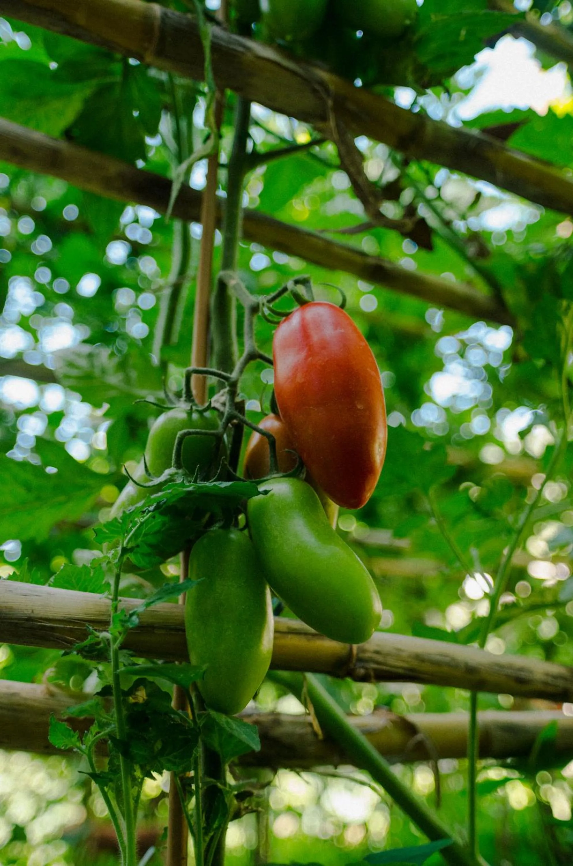 Summer in Rosa e Valentino