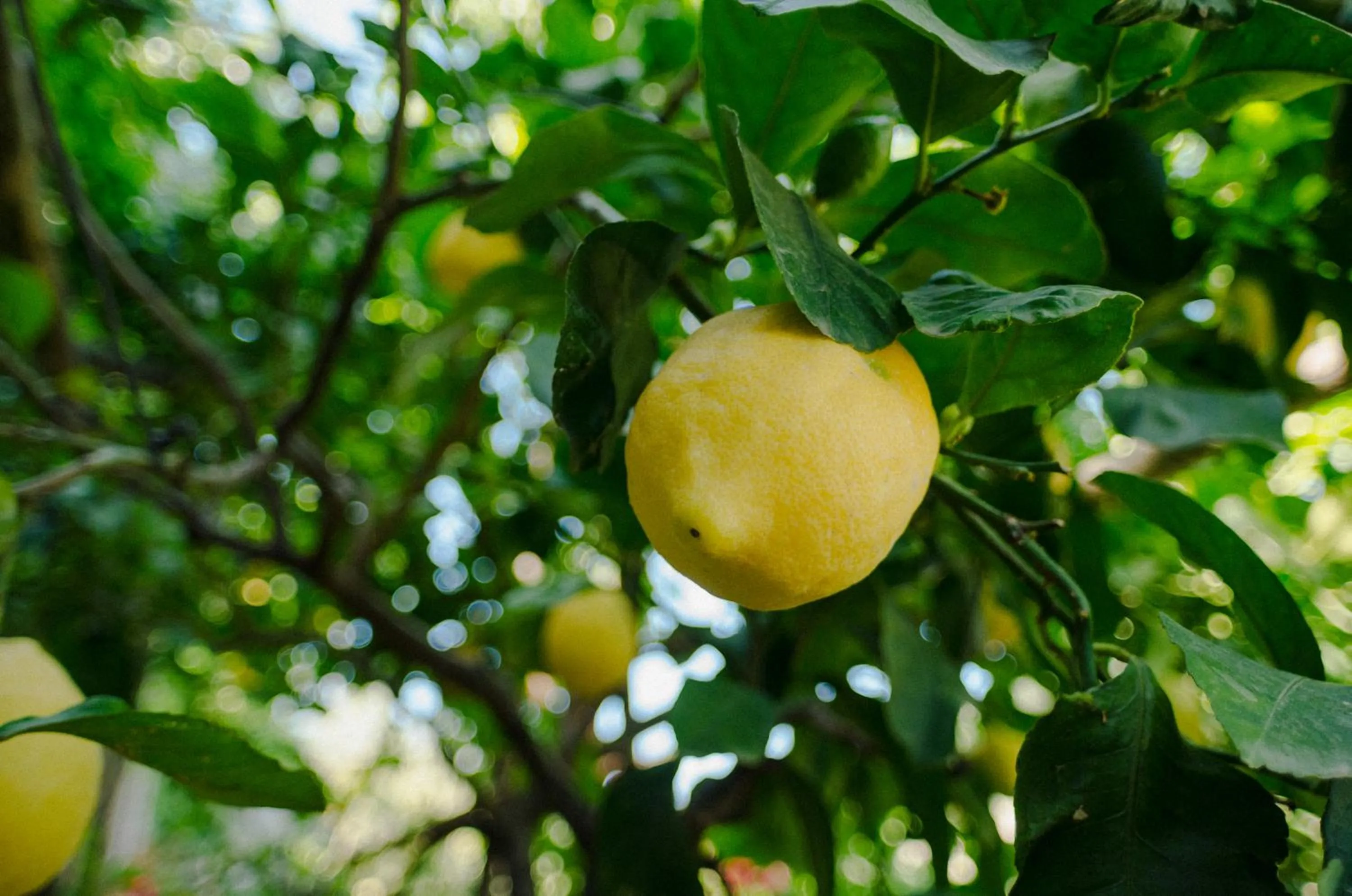 Garden in Rosa e Valentino