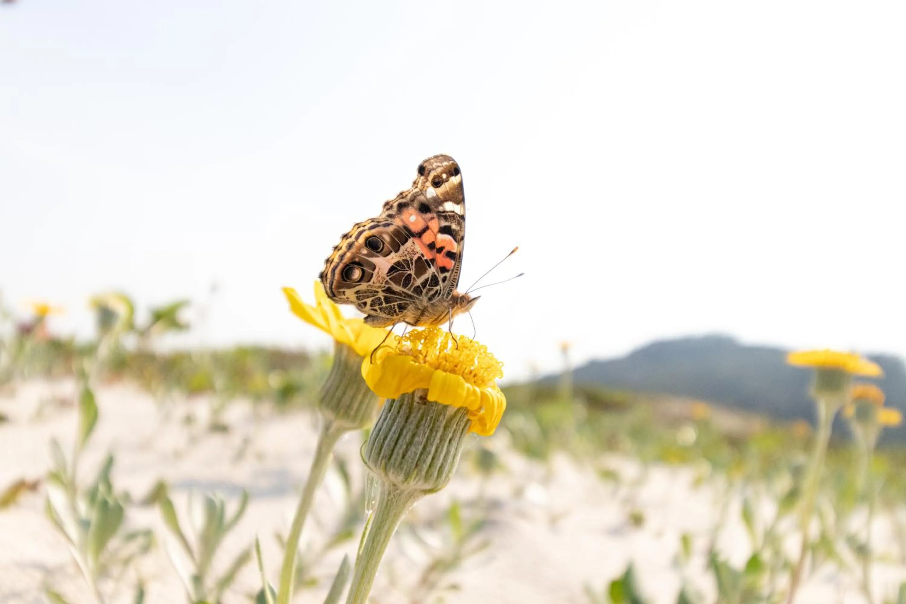 Beach in Pousada Baleia Franca