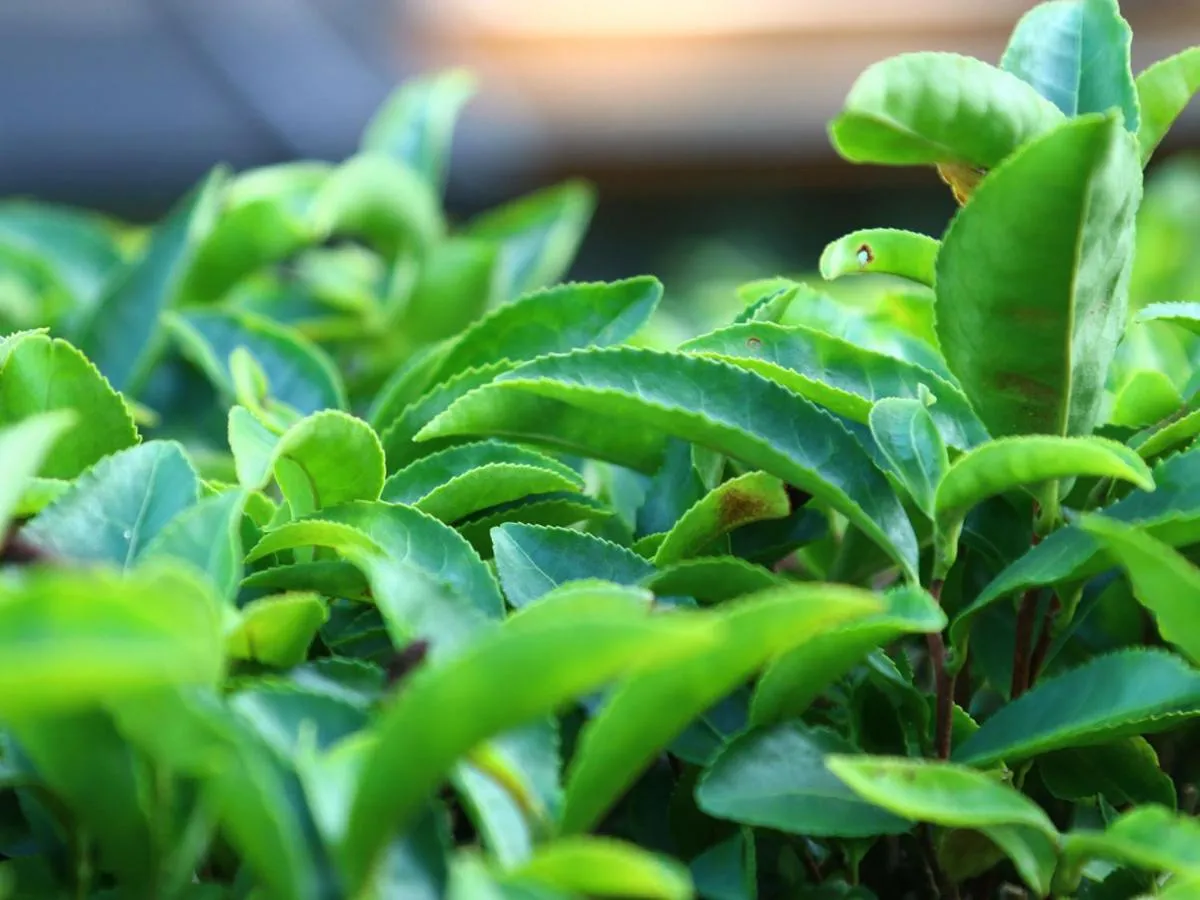 Area and facilities in Minshuku Ryokan Kawai