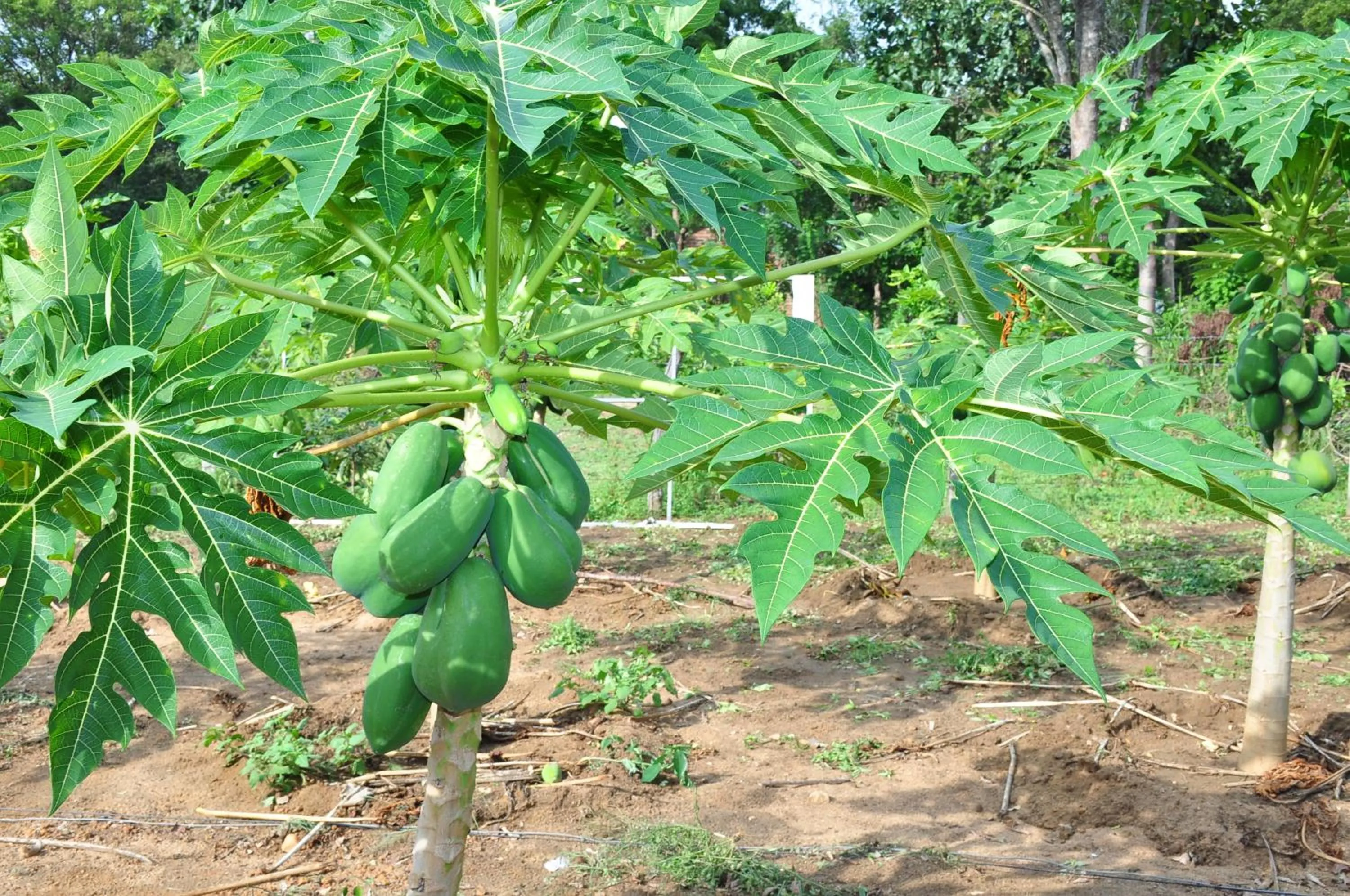 Food in Winmi Resort