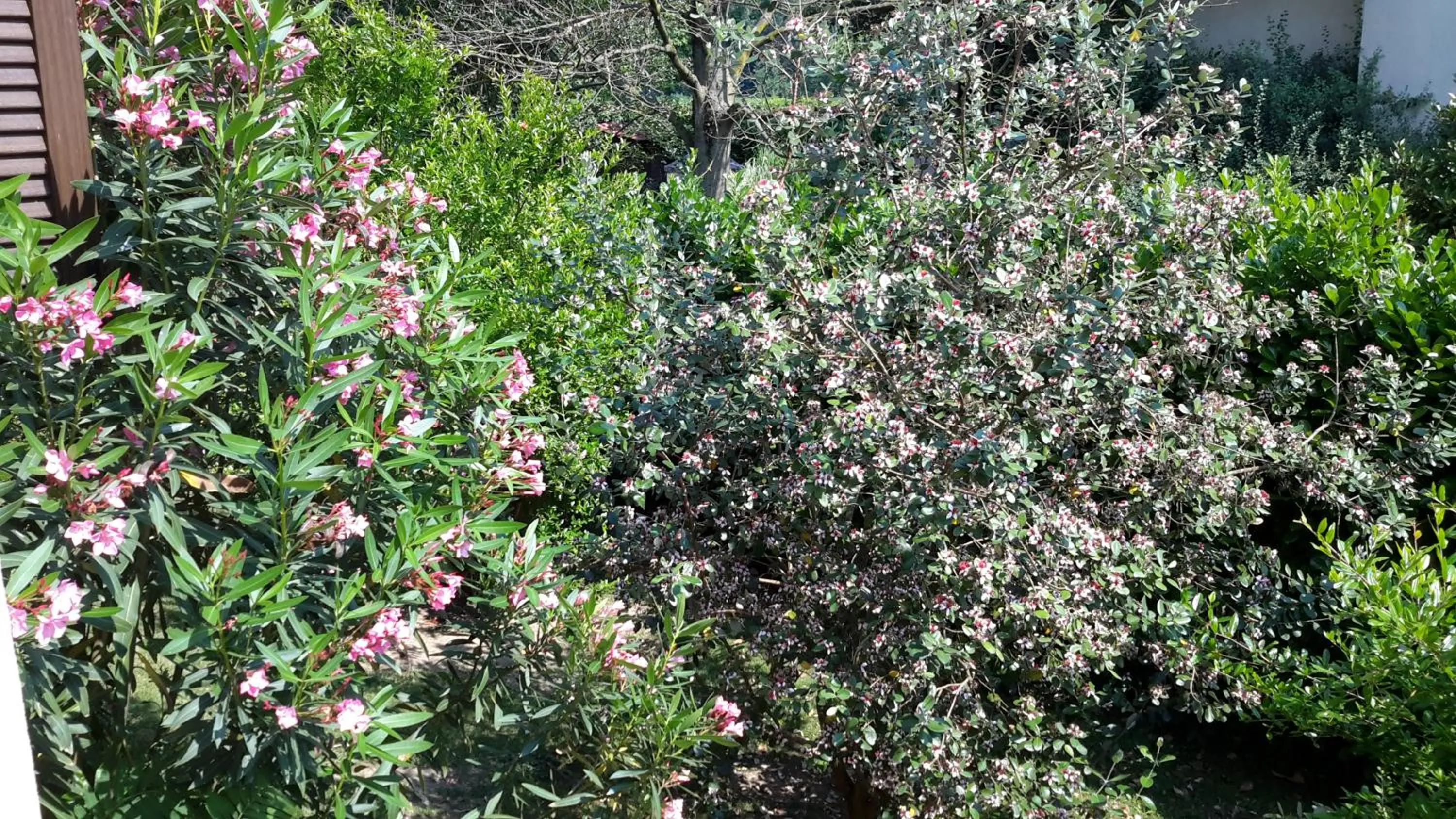 Garden in B&B Il Glicine di Basiglio