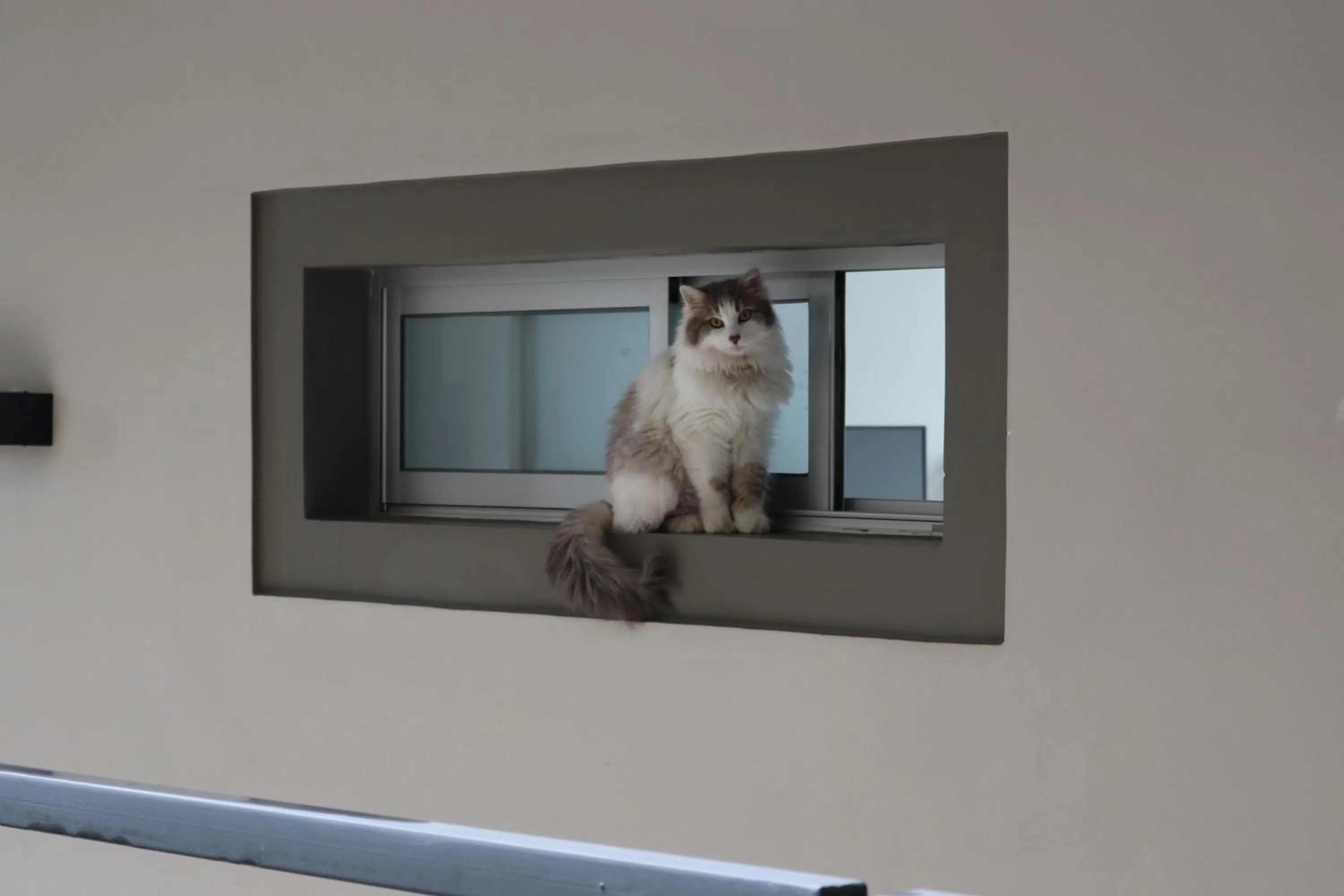 Animals in START Villa Morra Rent Apartments