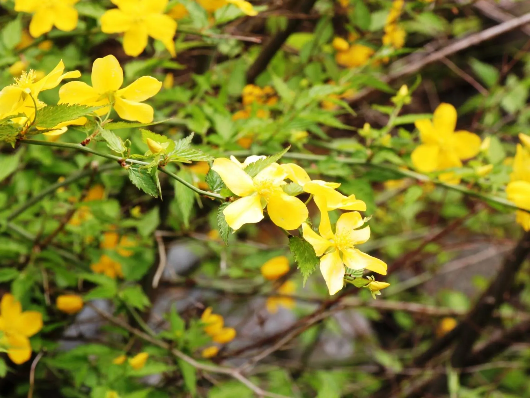 Natural landscape in Guesthouse Tomoshibi