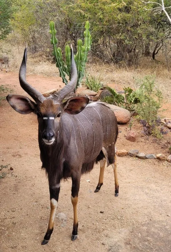 Day in Switsongo B&B