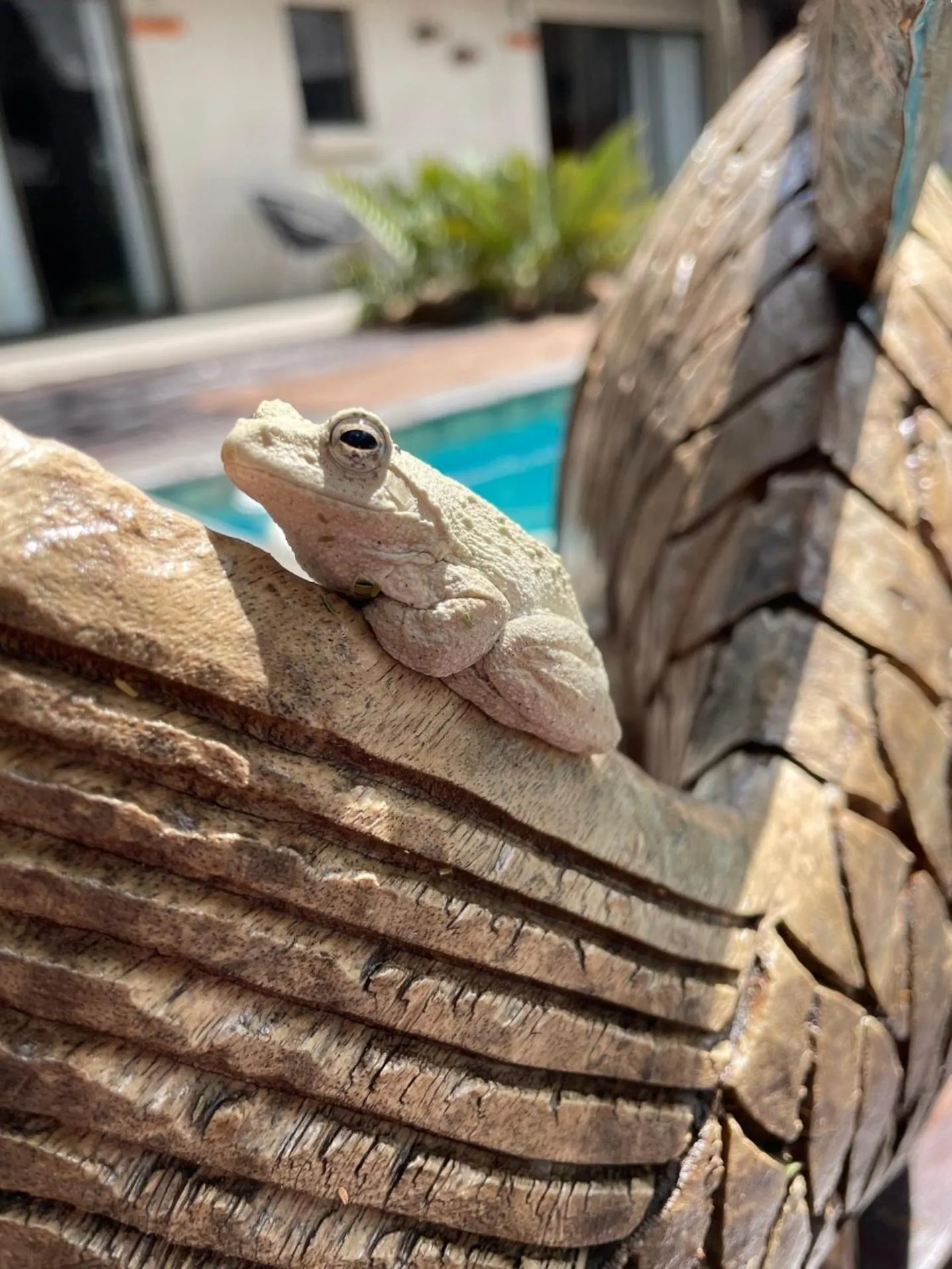 Garden in Switsongo B&B