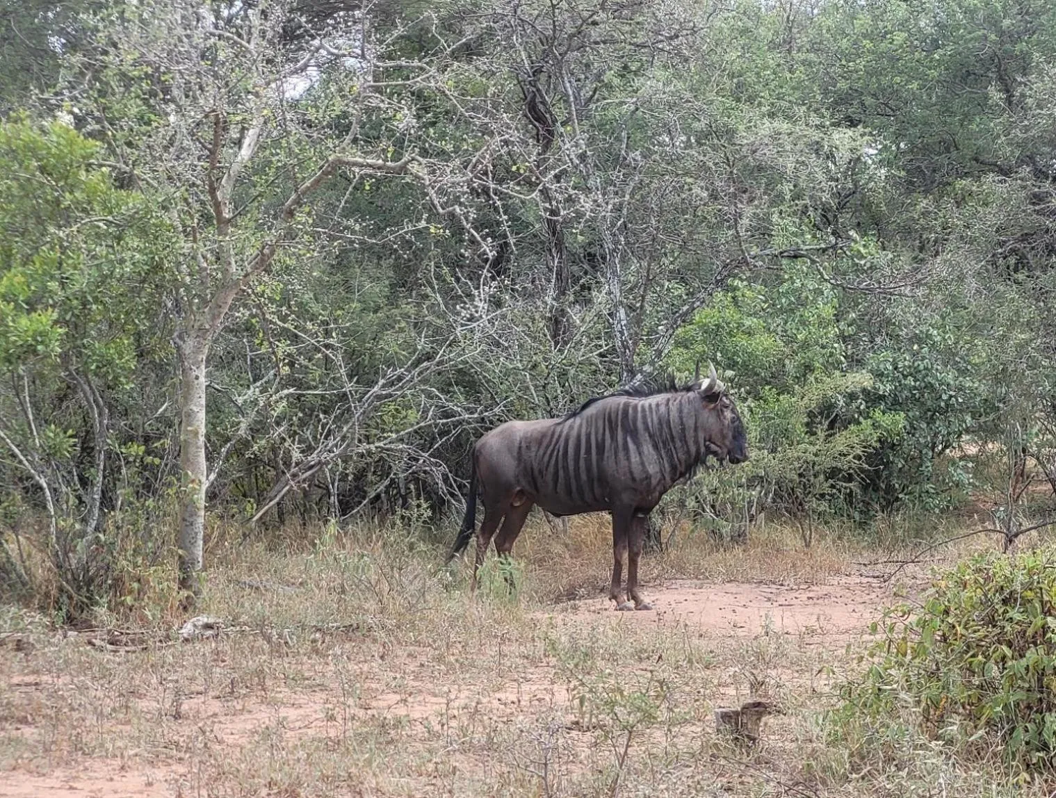 Natural landscape in Switsongo B&B