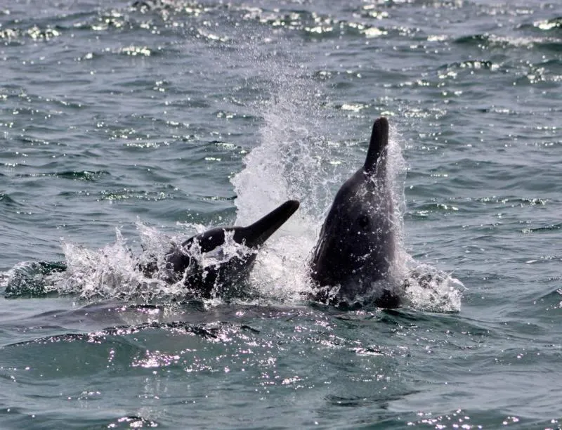 Aqua park in Marijani Holiday Resort