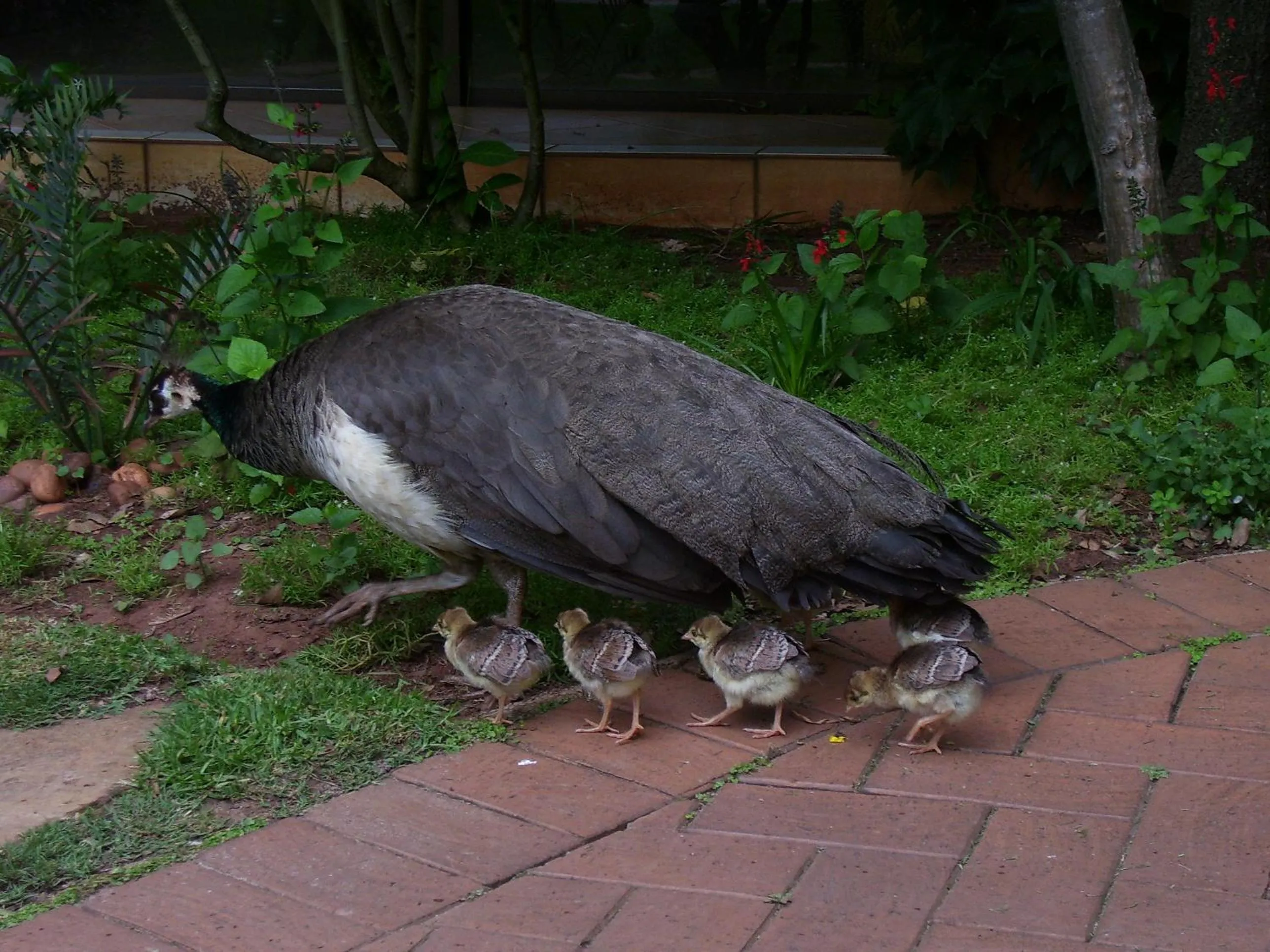 Garden in Foxwood House Boutique Hotel