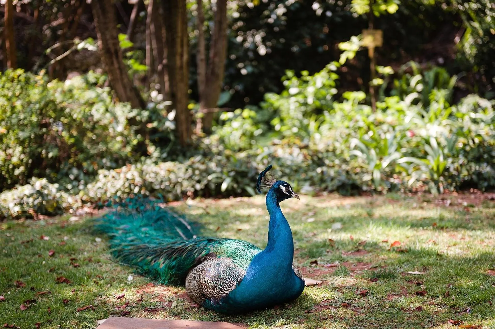 Foxwood House Boutique Hotel