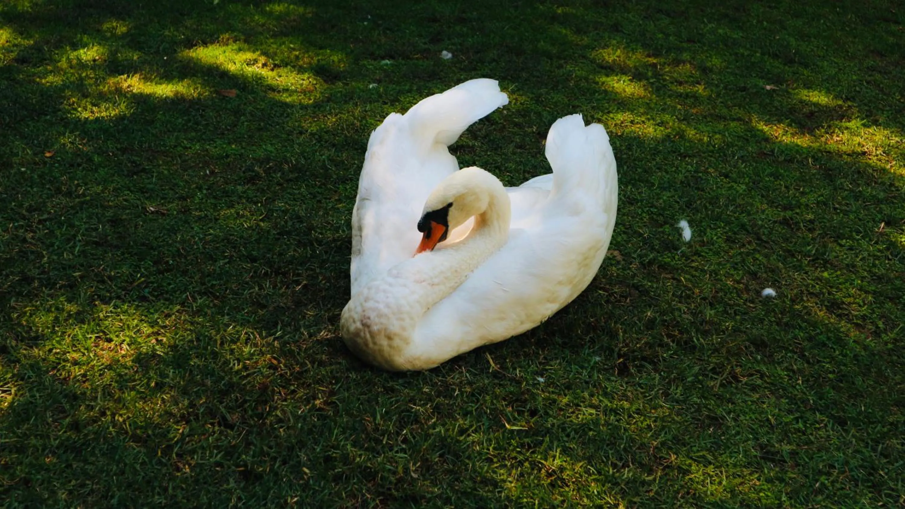 Foxwood House Boutique Hotel