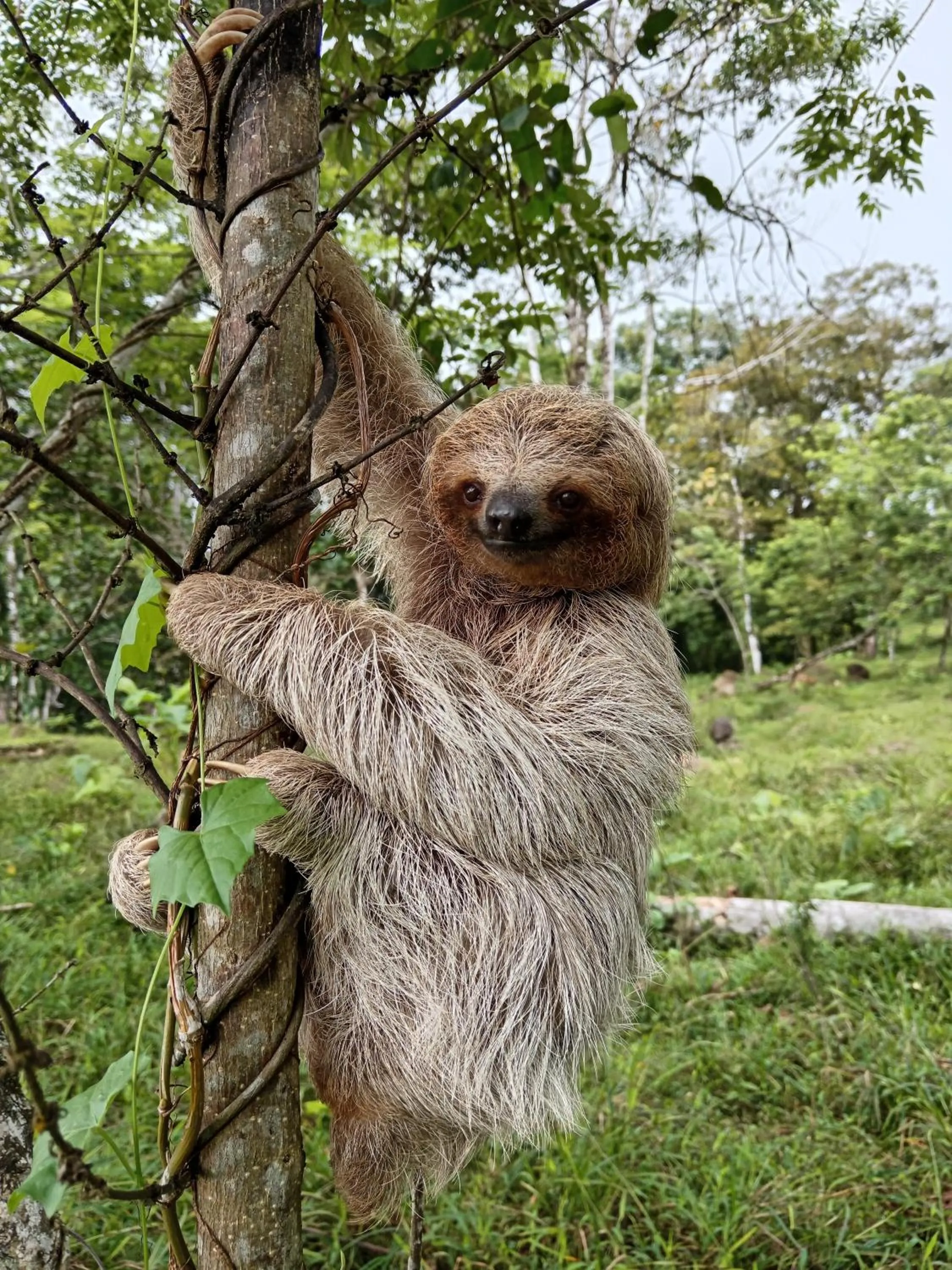 Garden in Posada Rural Río Celeste