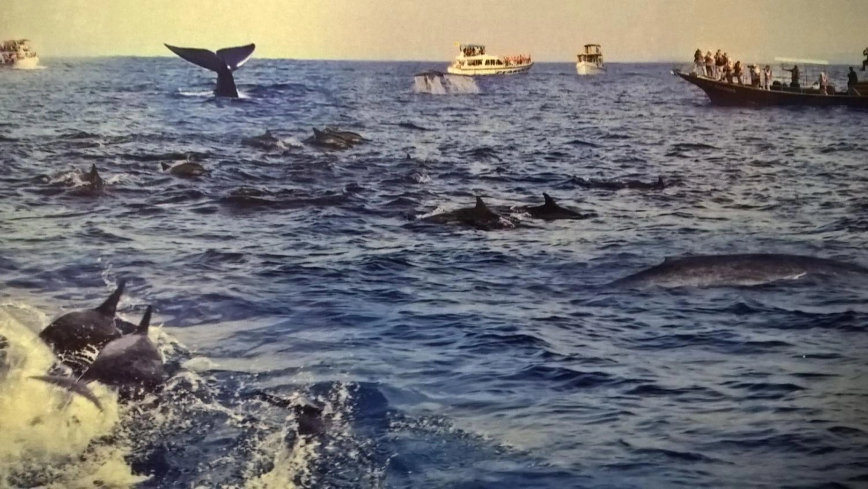 Animals in Villa crocodile beach