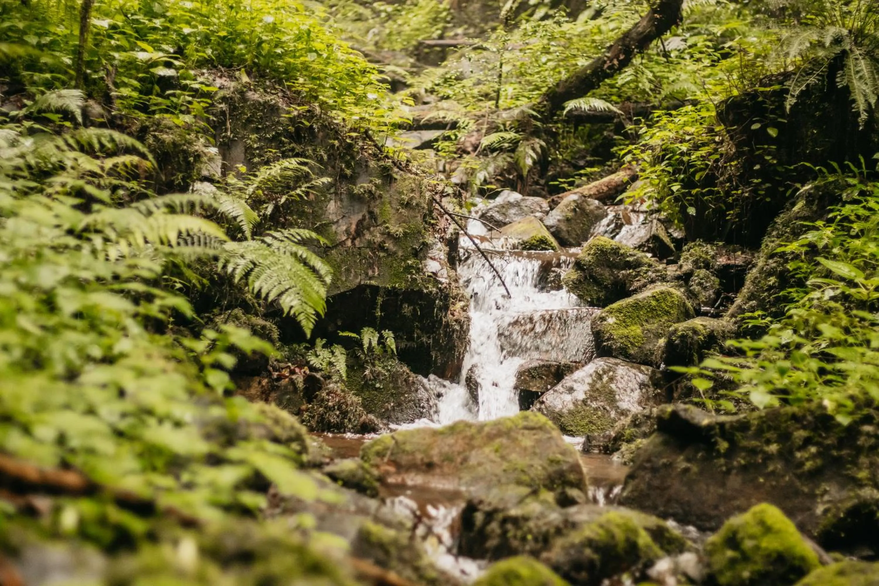 Day in Mount Sheba Rainforest Hotel - Mountain Spring Water