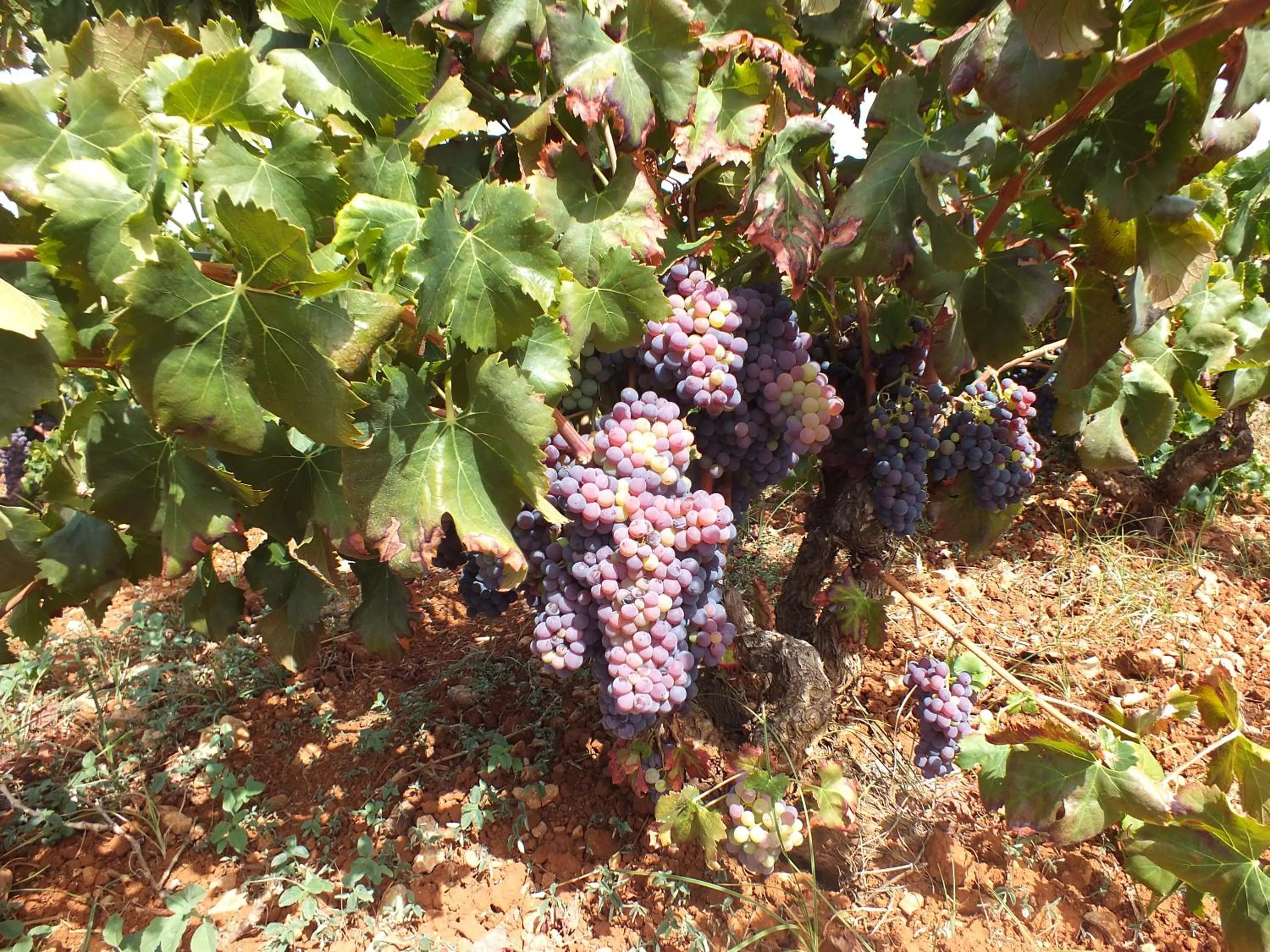 Natural landscape in Buena Idea - Adults Only