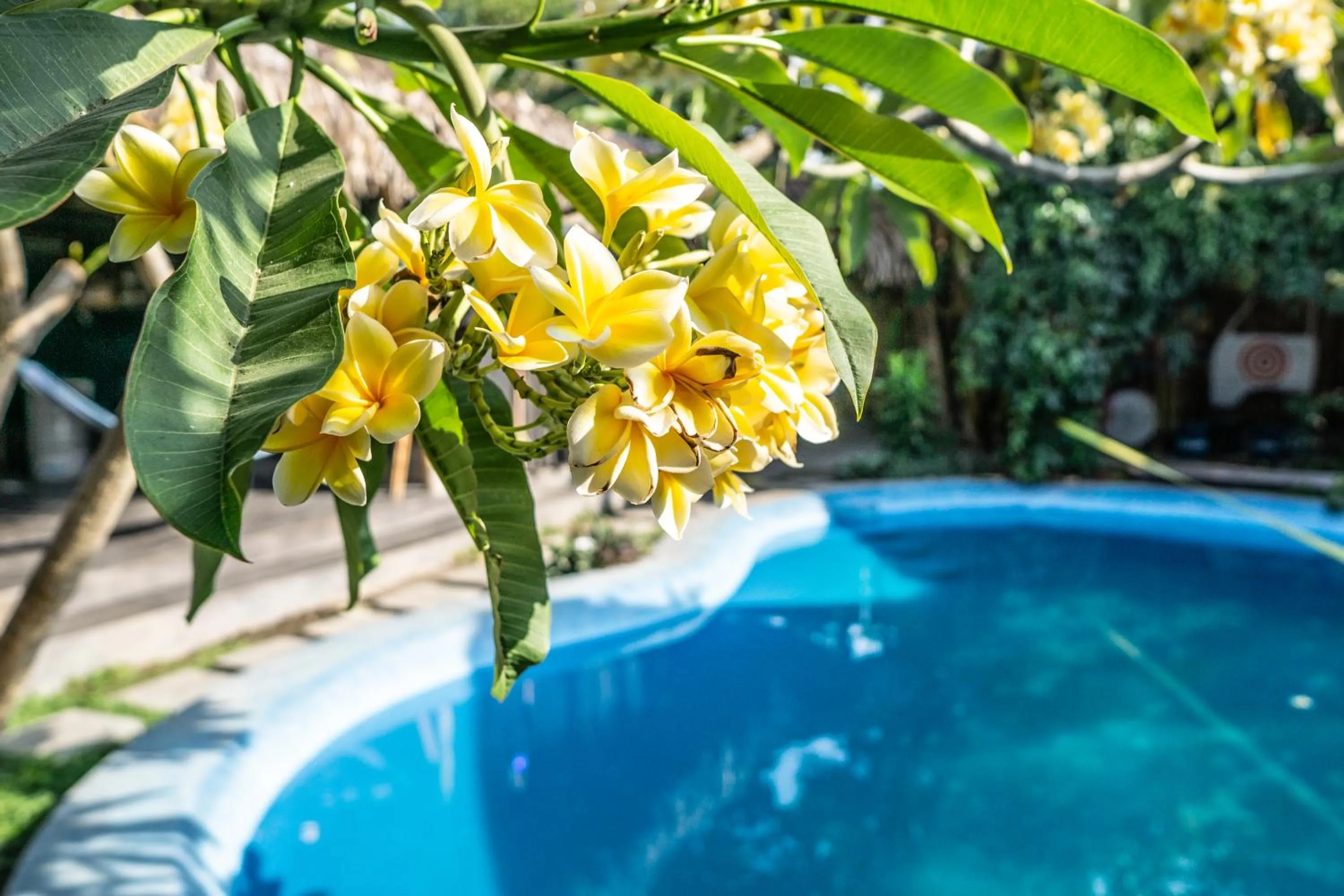 Garden in Losmanos Hostel