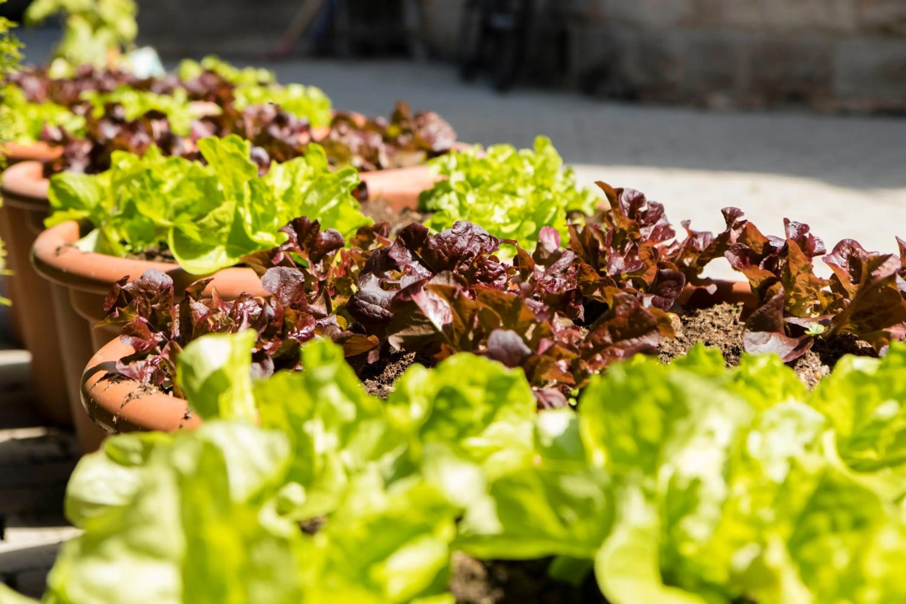 Garden in Gästehaus Musmann