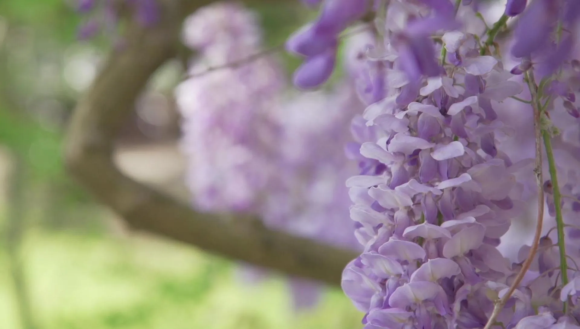Garden in Gästehaus Musmann