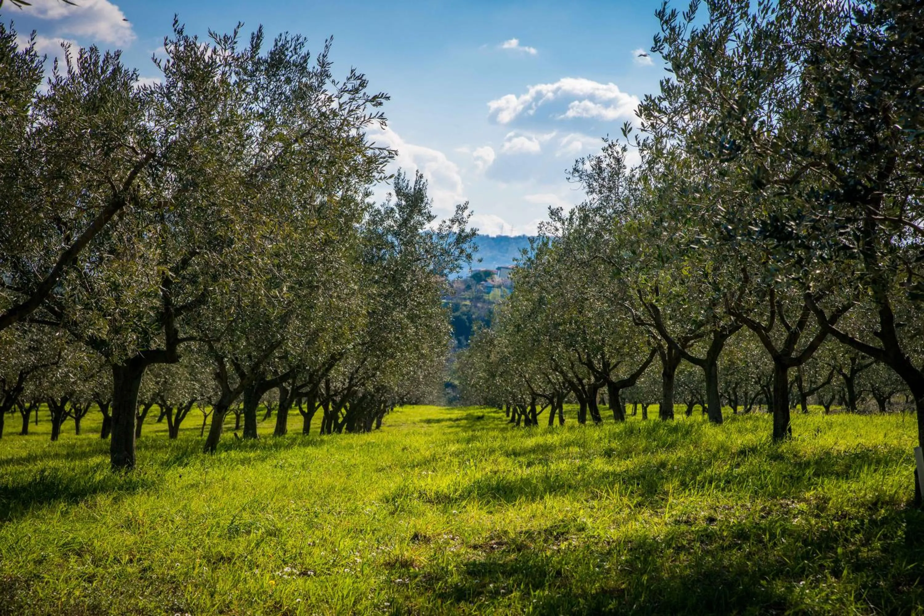 Entertainment in Hotel Cliff Belvedere
