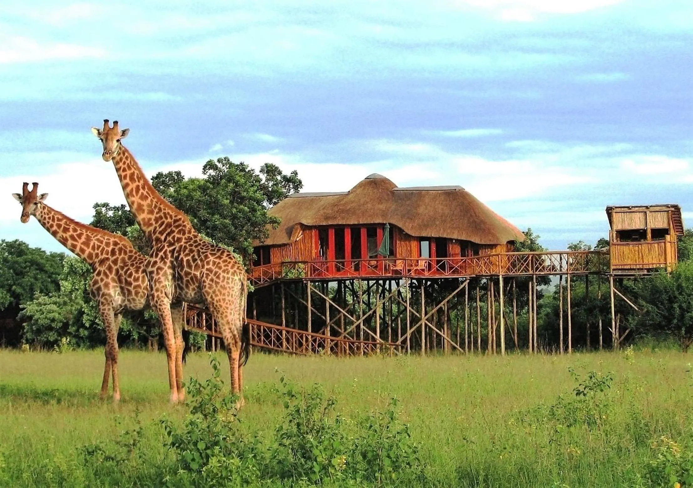 Animals in Pezulu Tree House Lodge