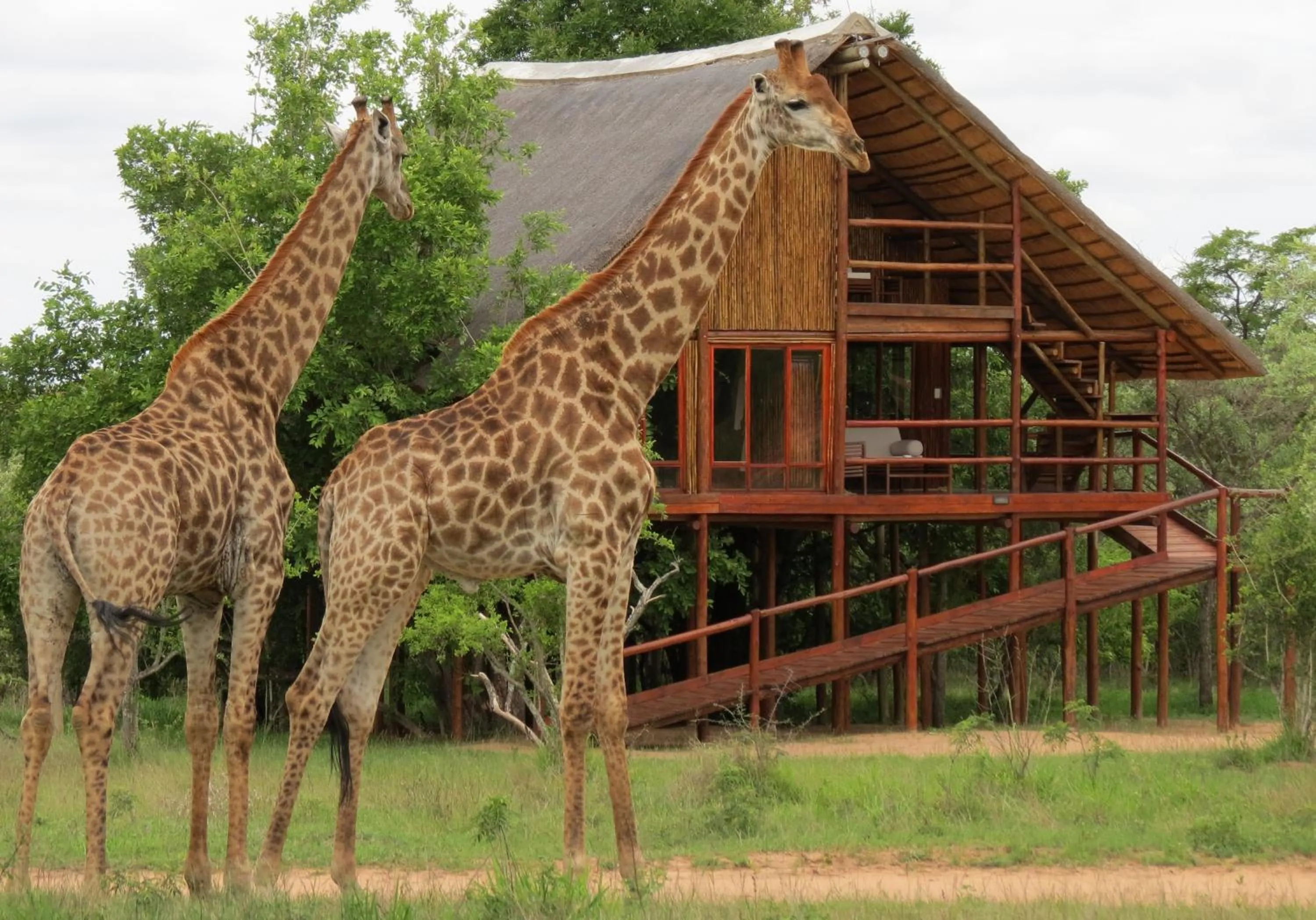 Animals in Pezulu Tree House Lodge