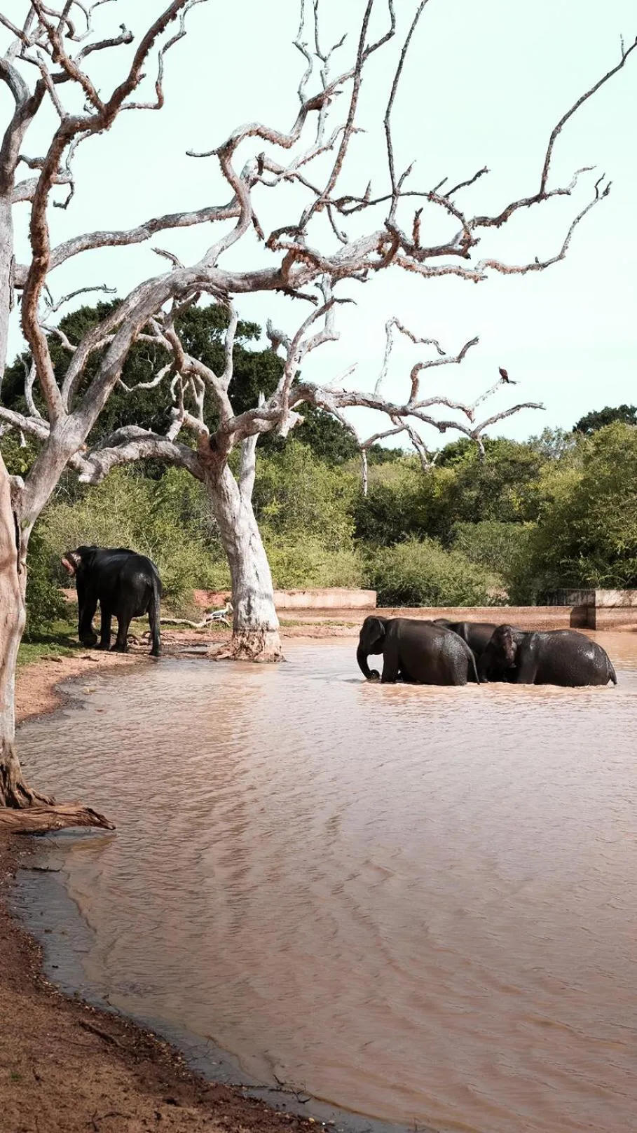 Off site in Yala Hotel Elephant Eye