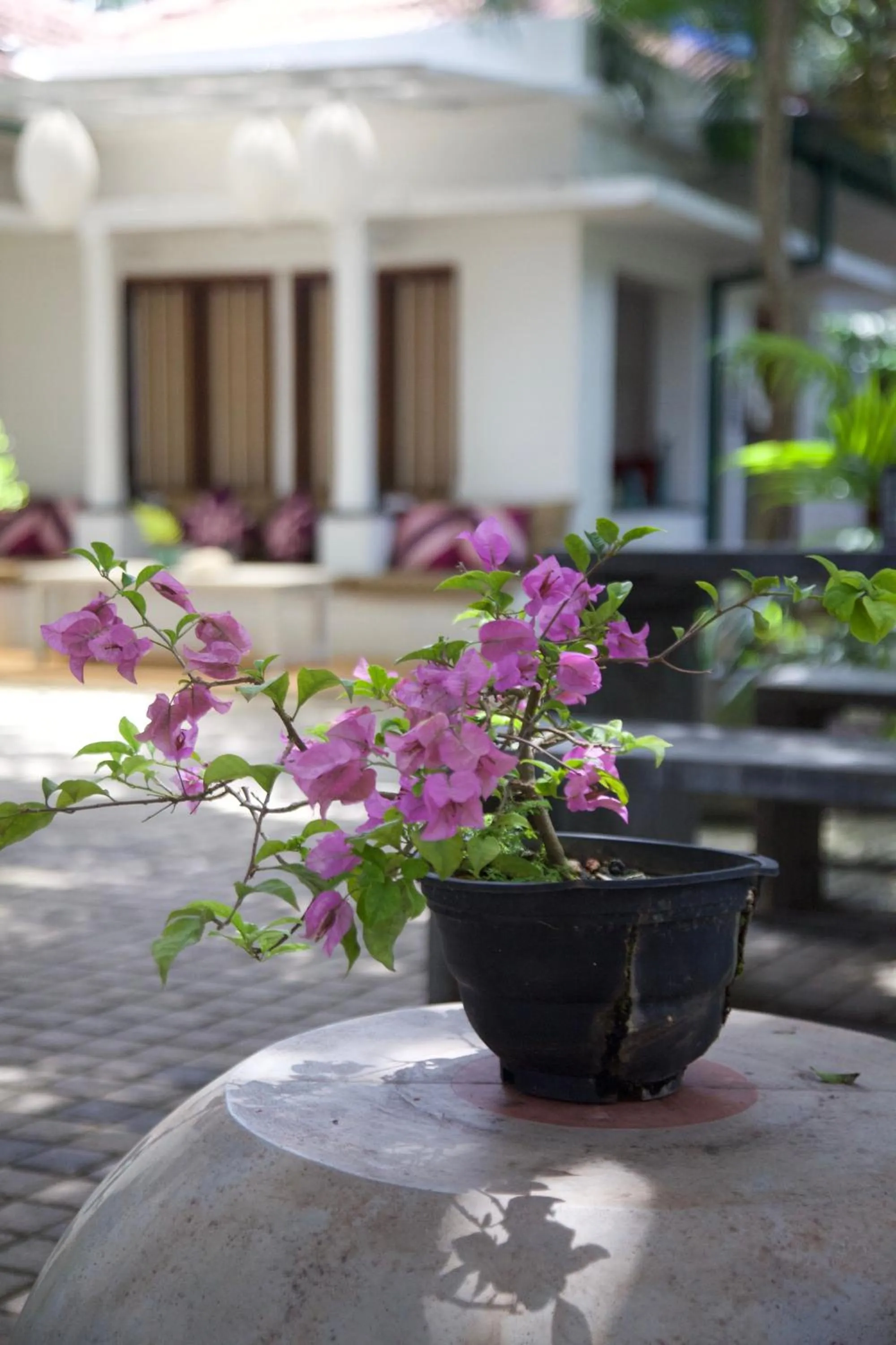 Garden in Glamour Mirissa