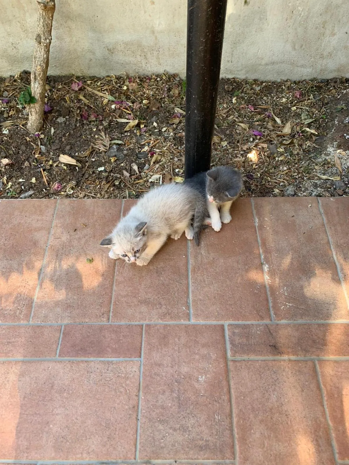 Pets in Green Garden 2017