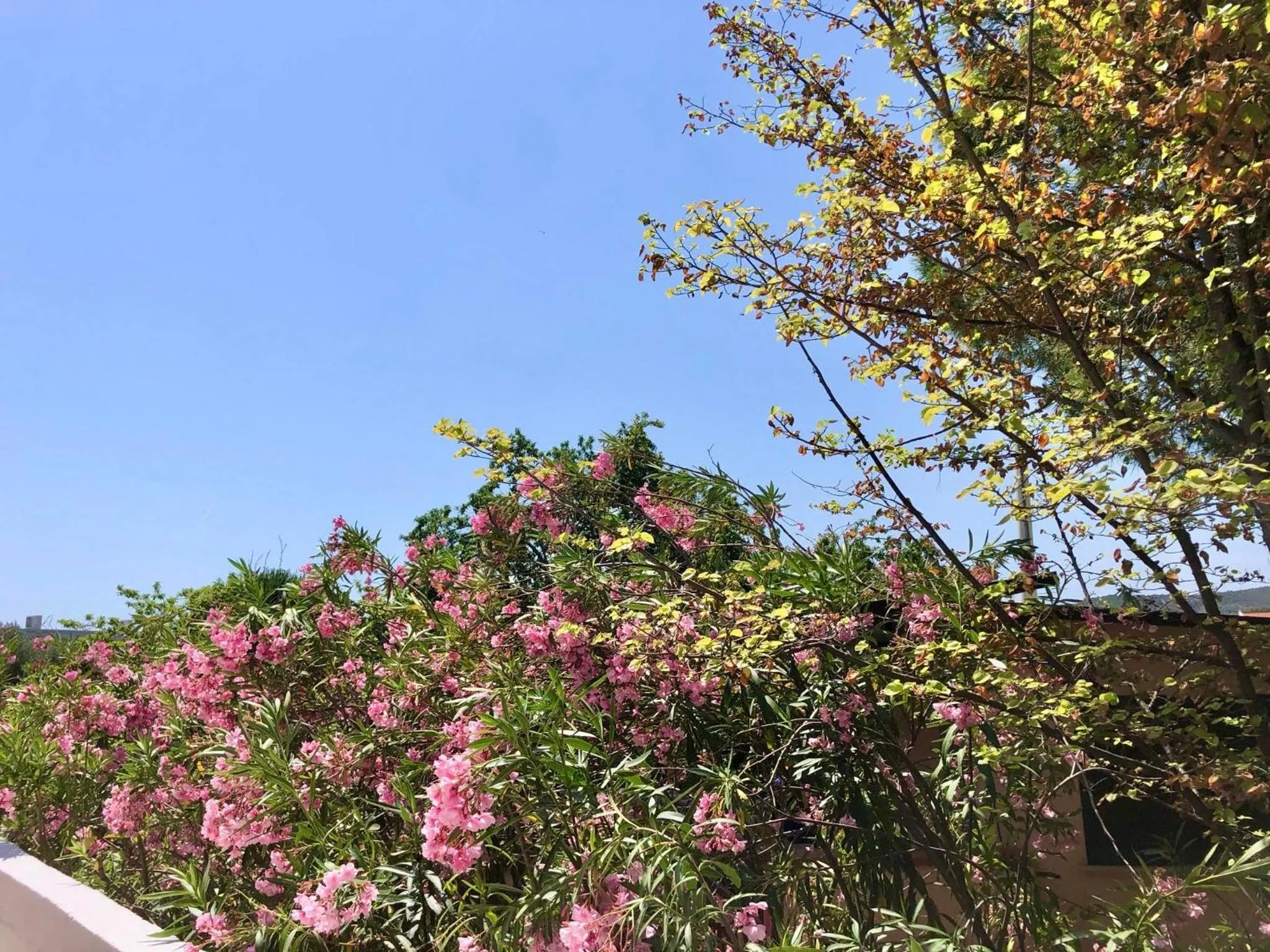 Natural landscape in Tiglio Vieste