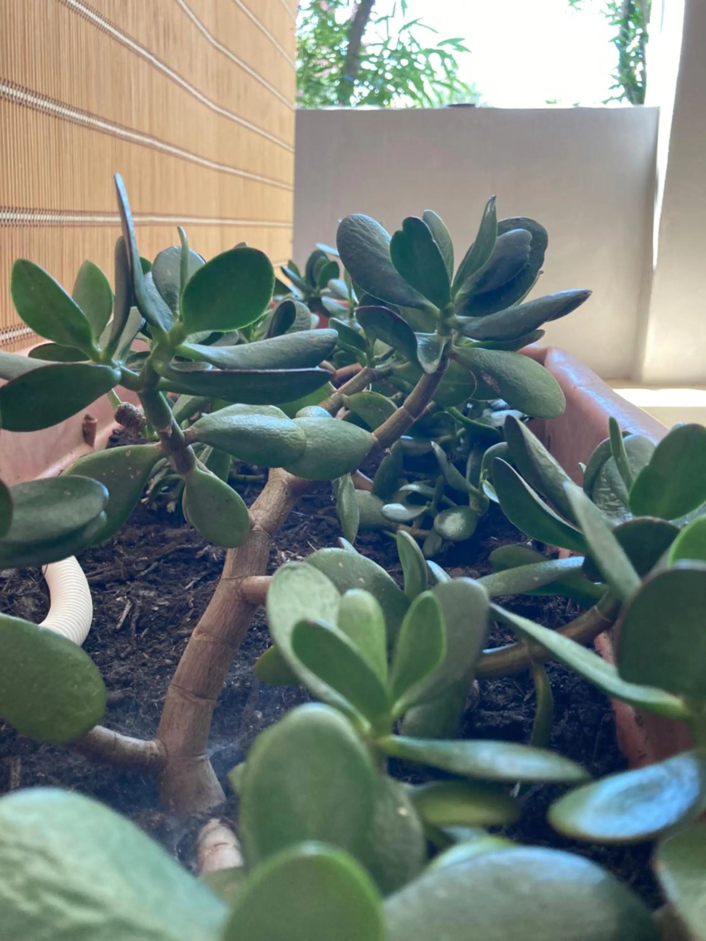 Spring in Tiglio Vieste