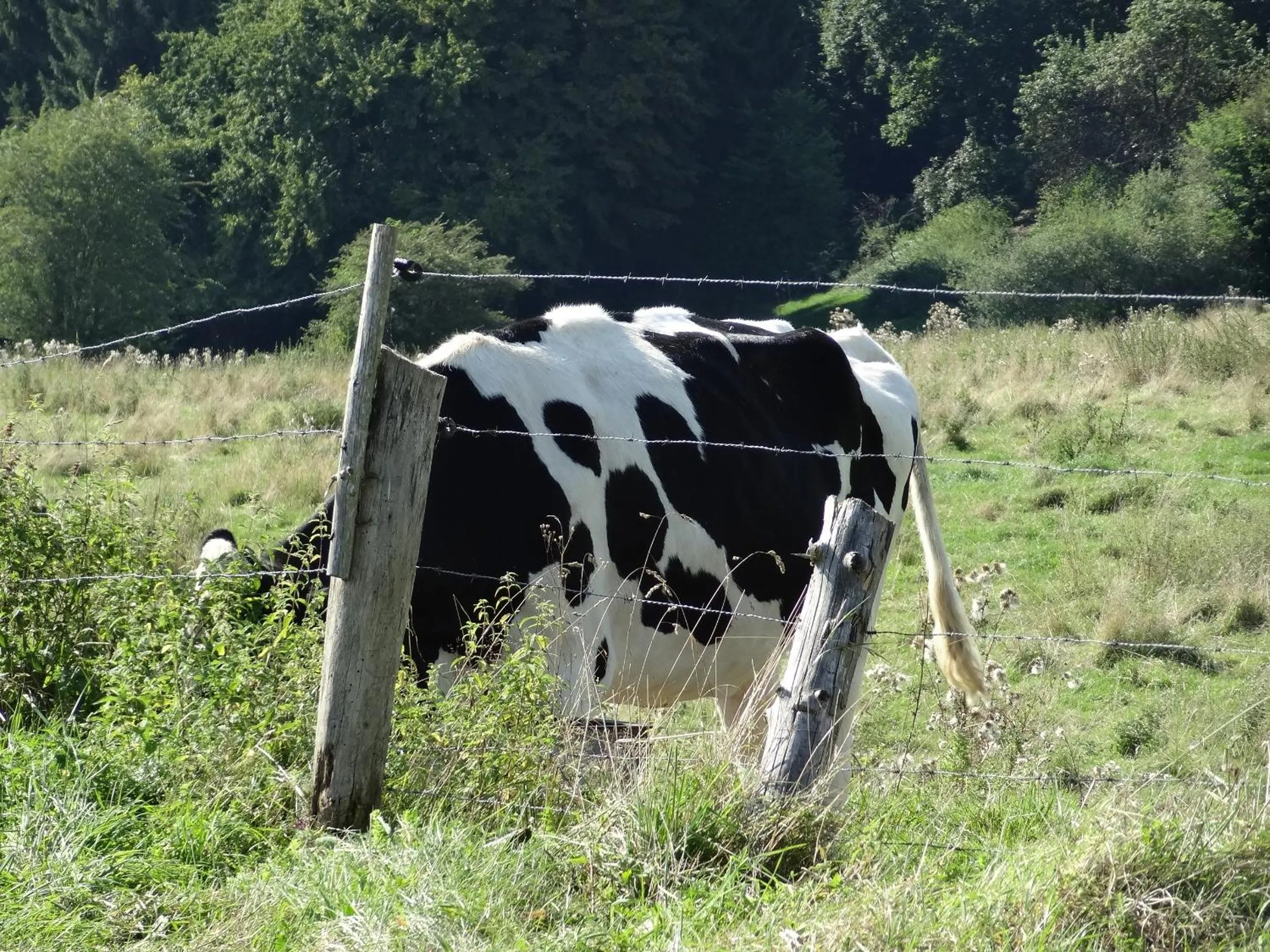 Natural landscape in La Fermette Blanche