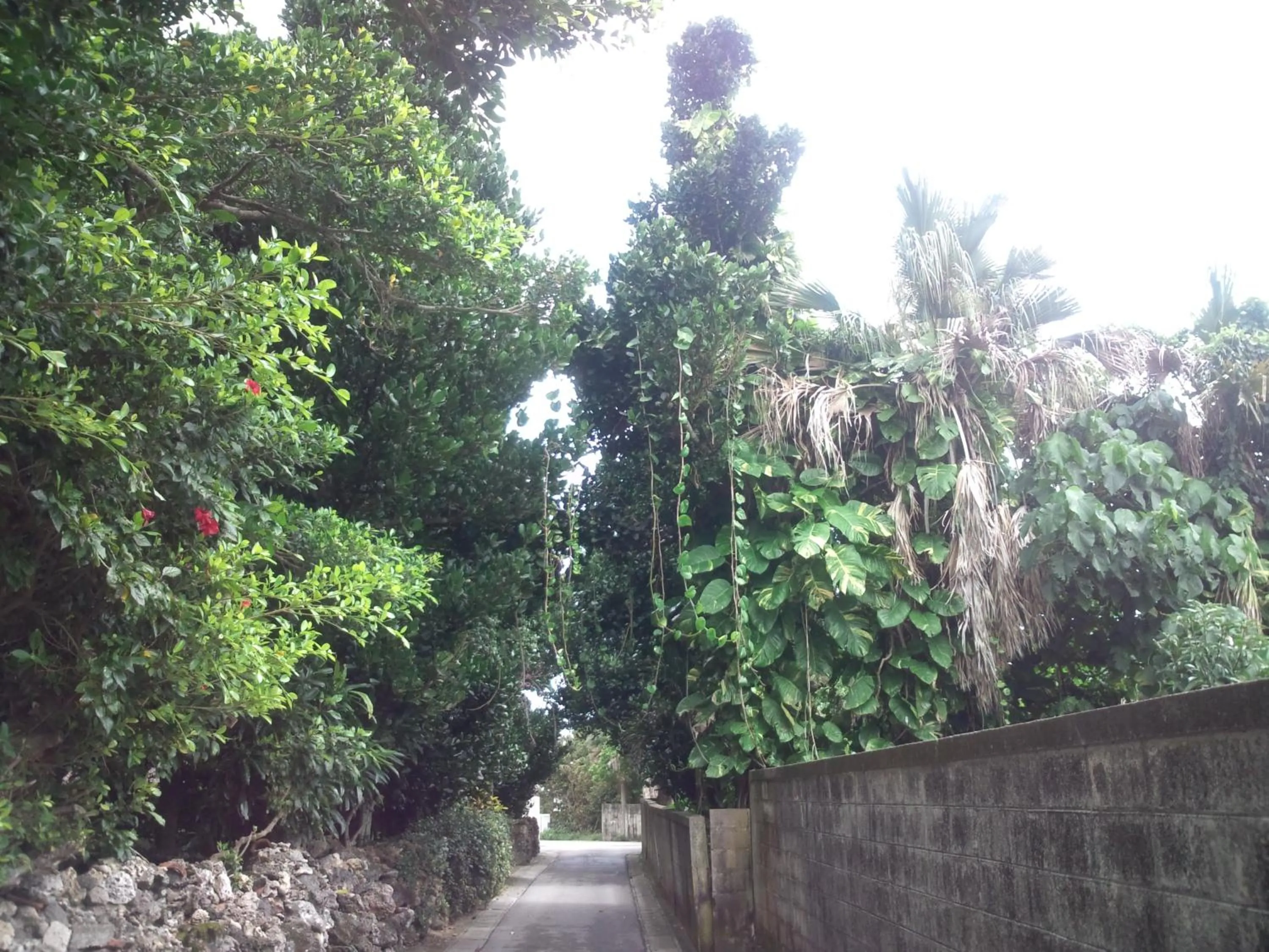 Other in Shirahono Yado Aoi Umi