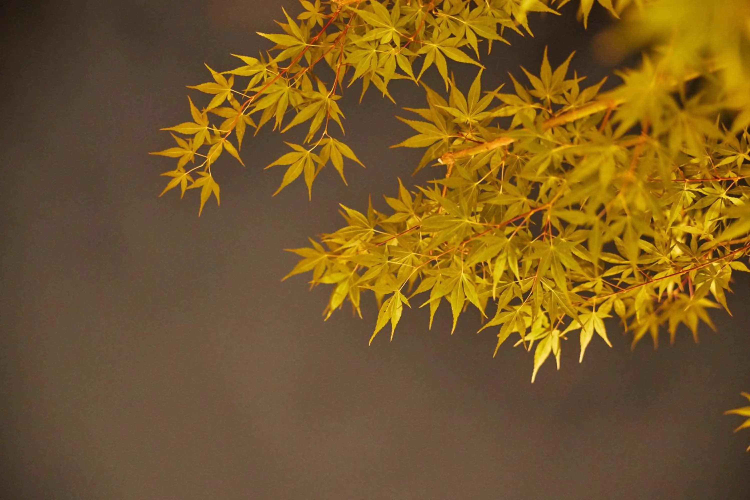 Open Air Bath in Yuno Yado Shoei