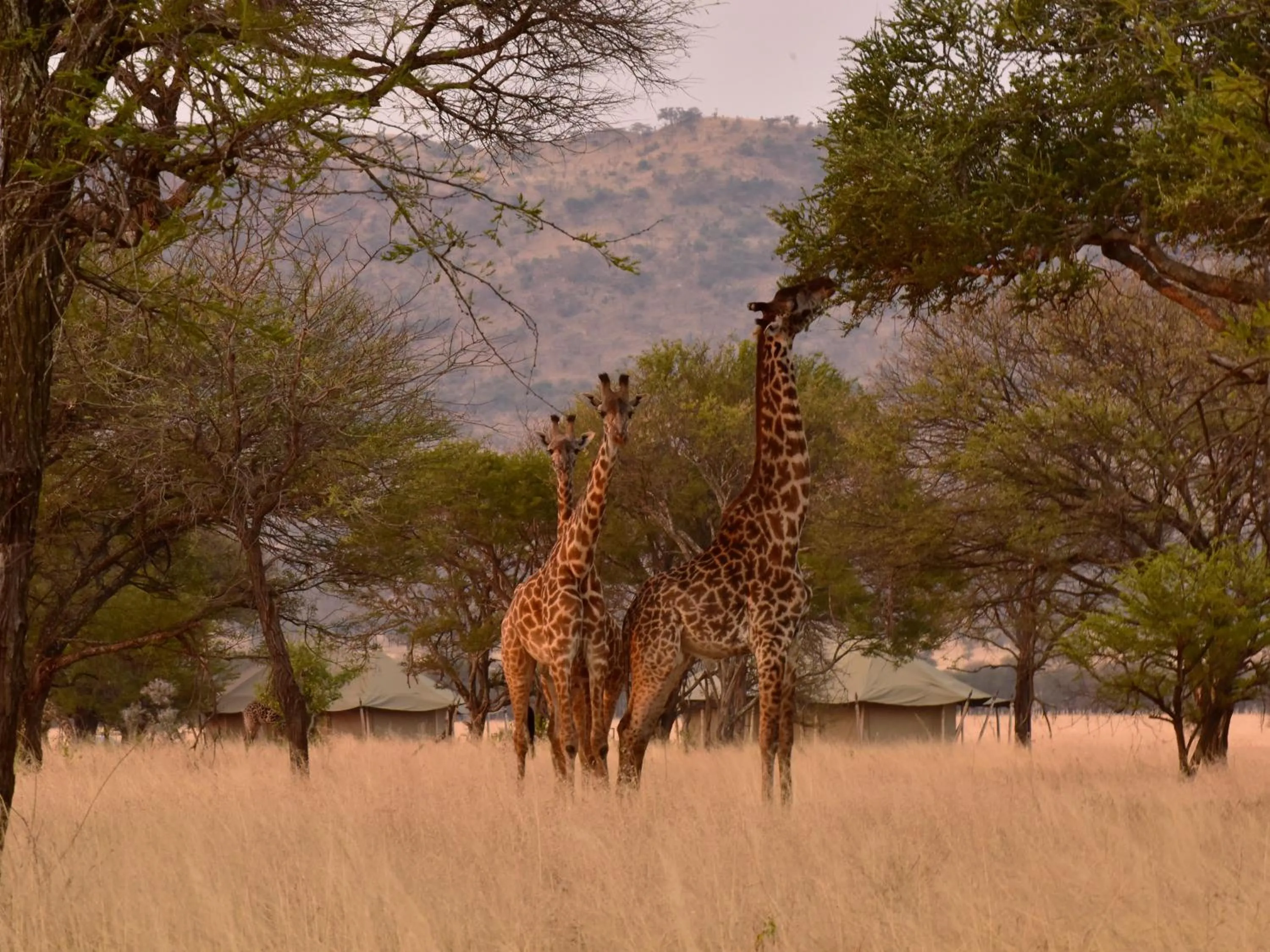 Natural landscape in One Nature Nyaruswiga Serengeti