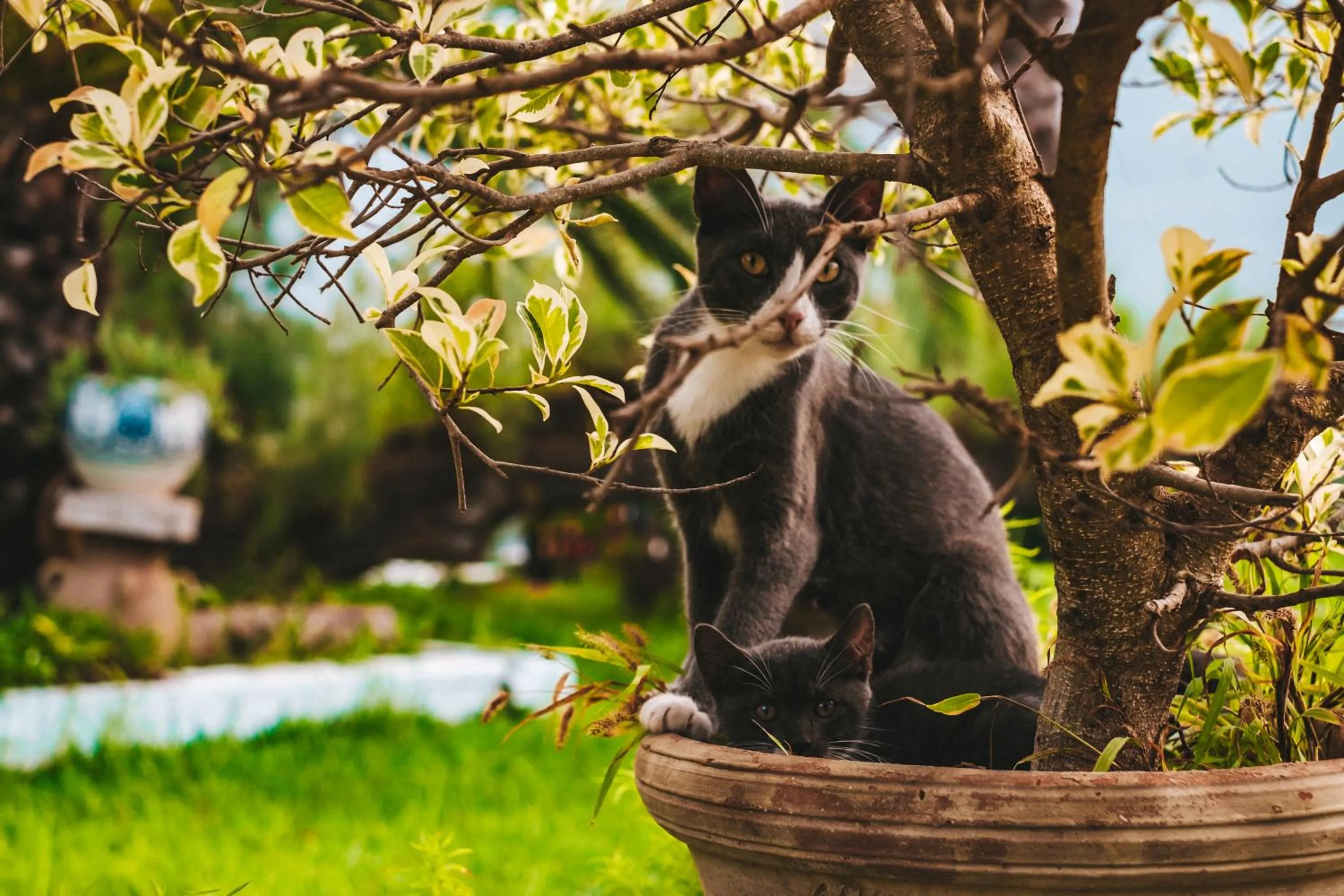 Pets in The Orangers Beach Resort and Bungalows All Inclusive