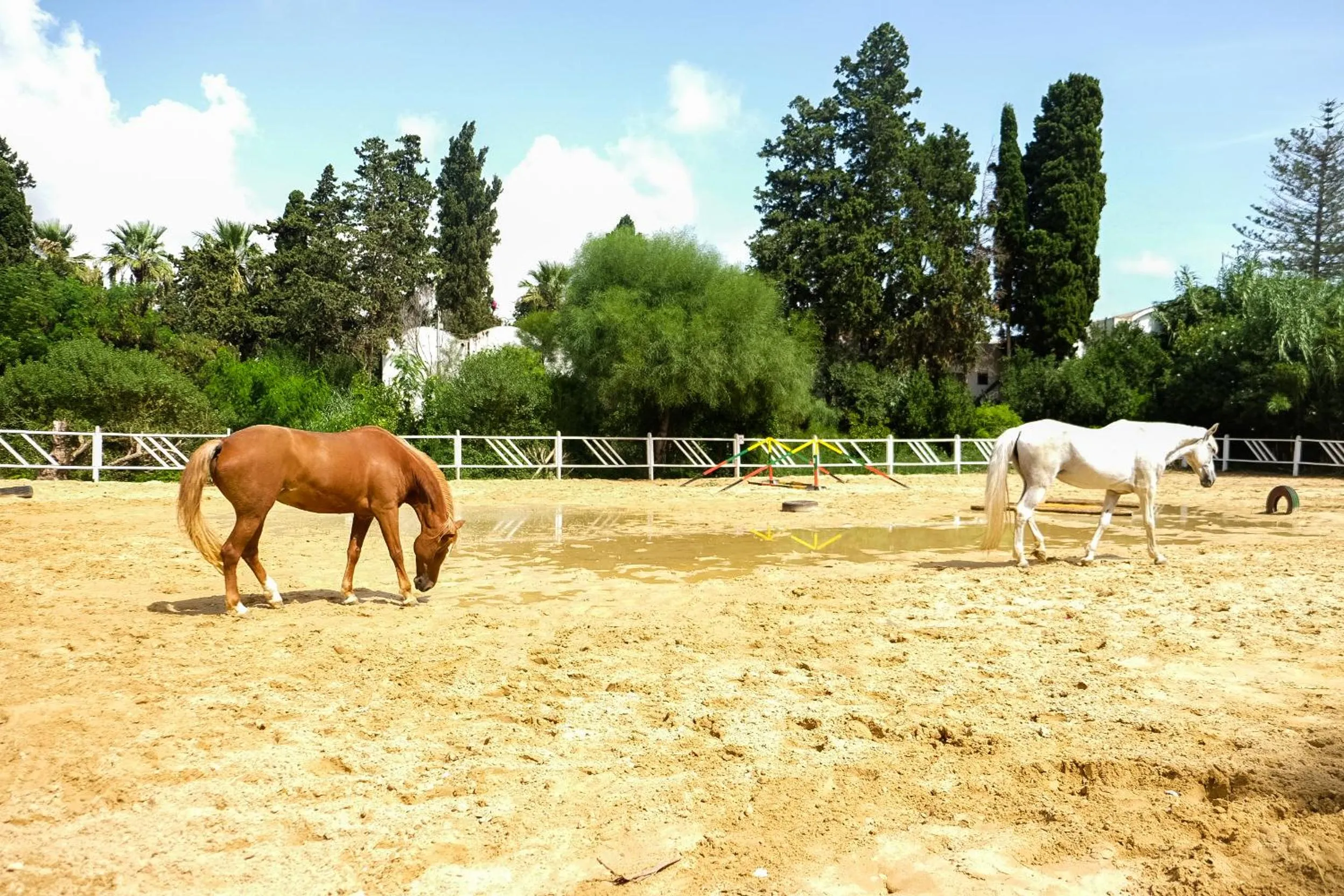 Pets in The Orangers Beach Resort and Bungalows All Inclusive