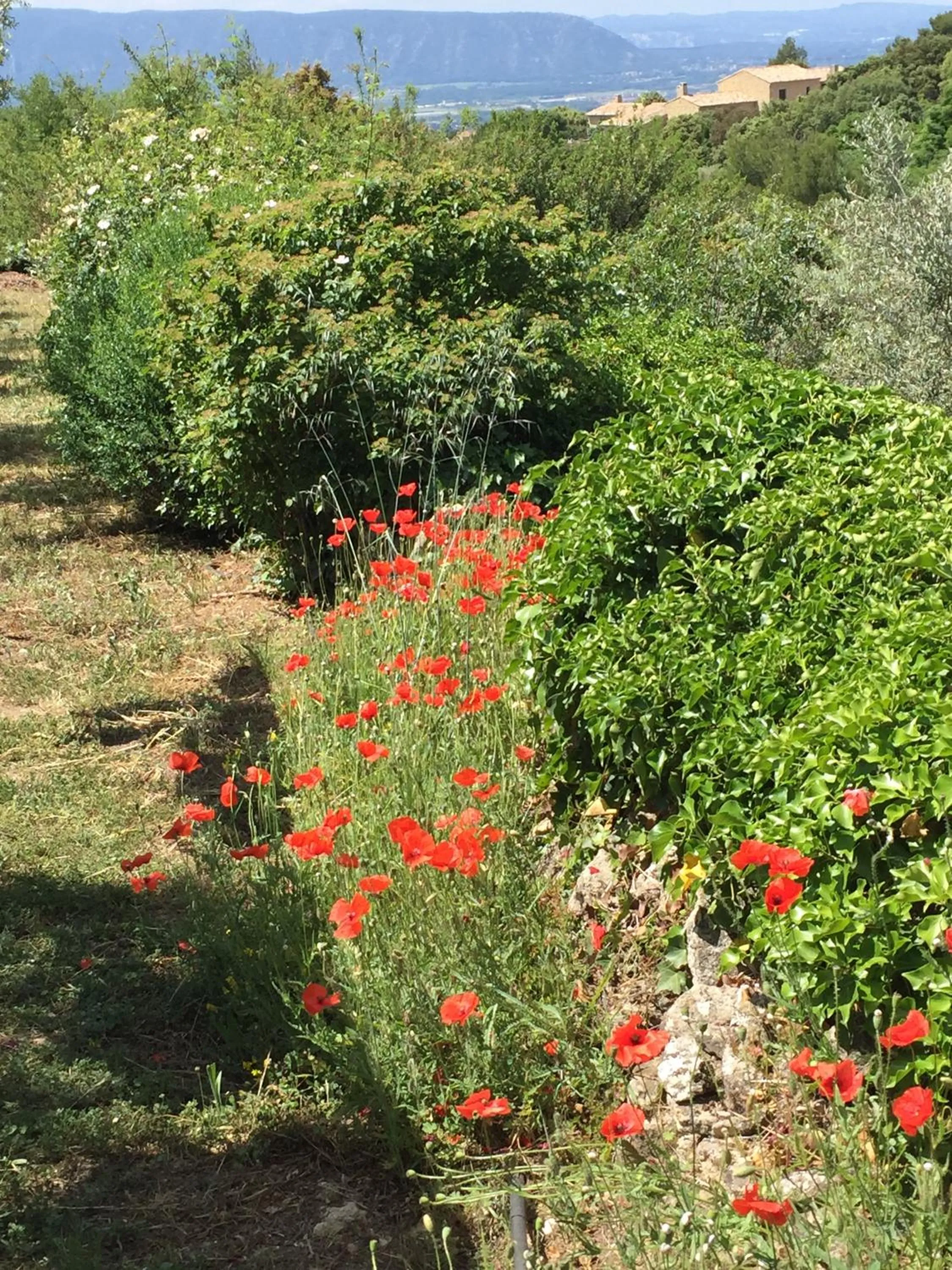 Garden in La Borie en Provence