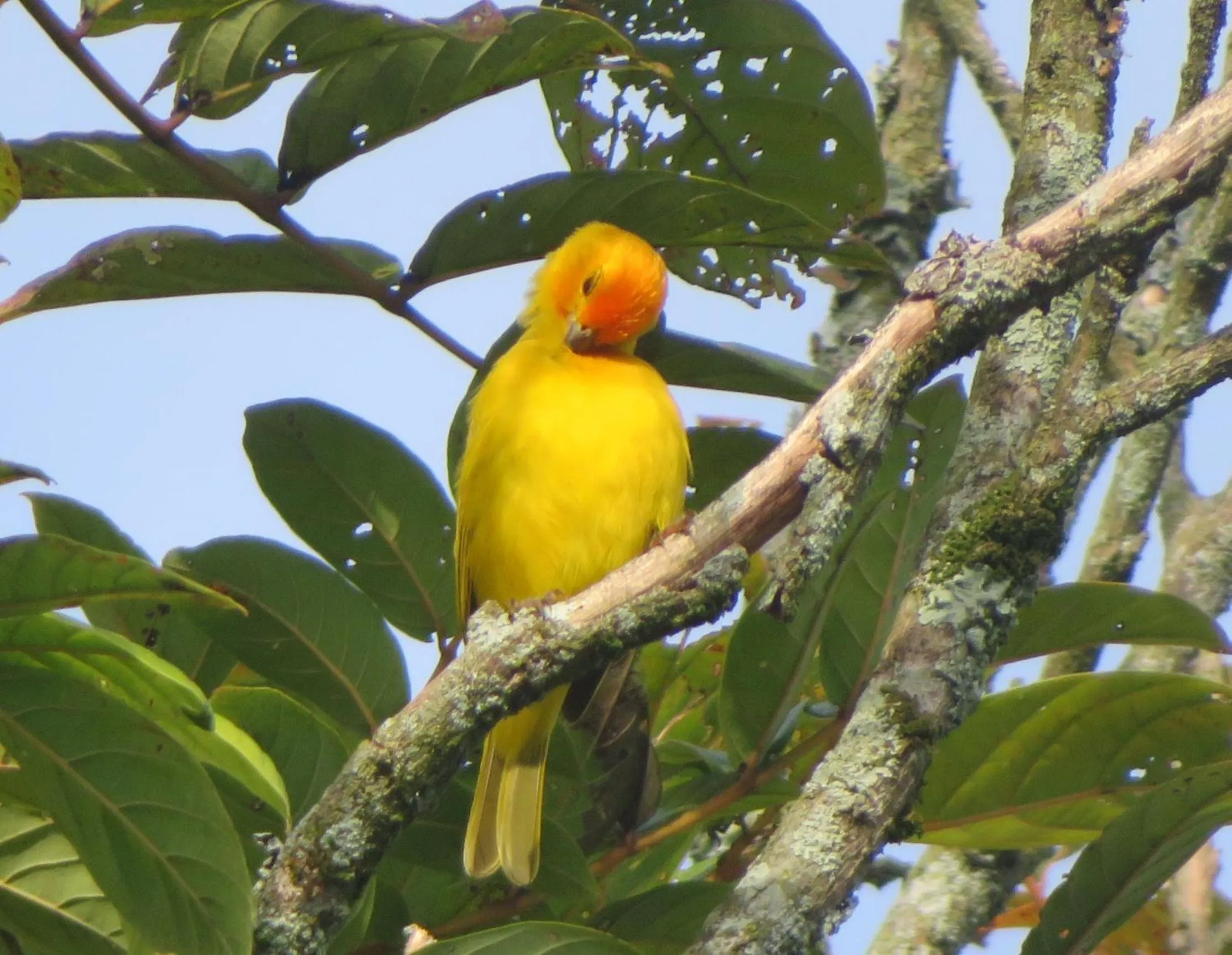 Animals in Finca Hotel el Palmar