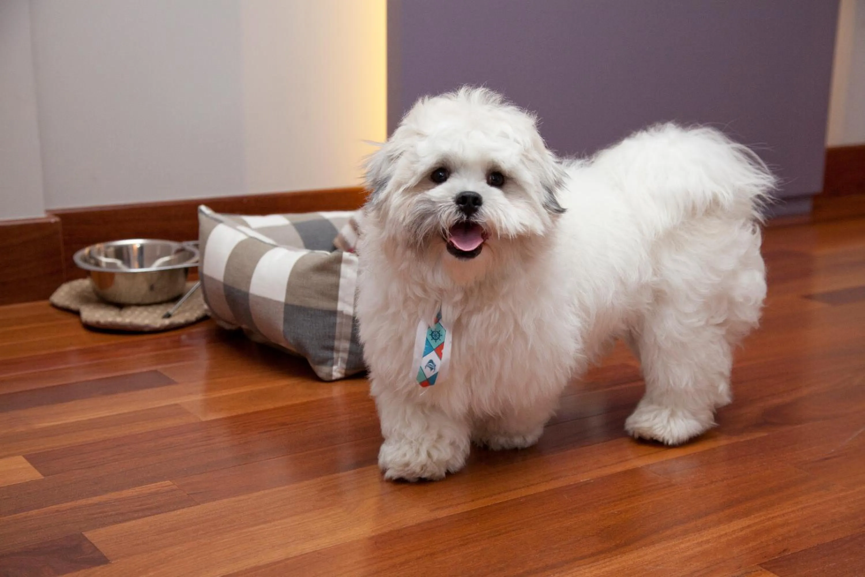 Pets in NH Collection Curitiba