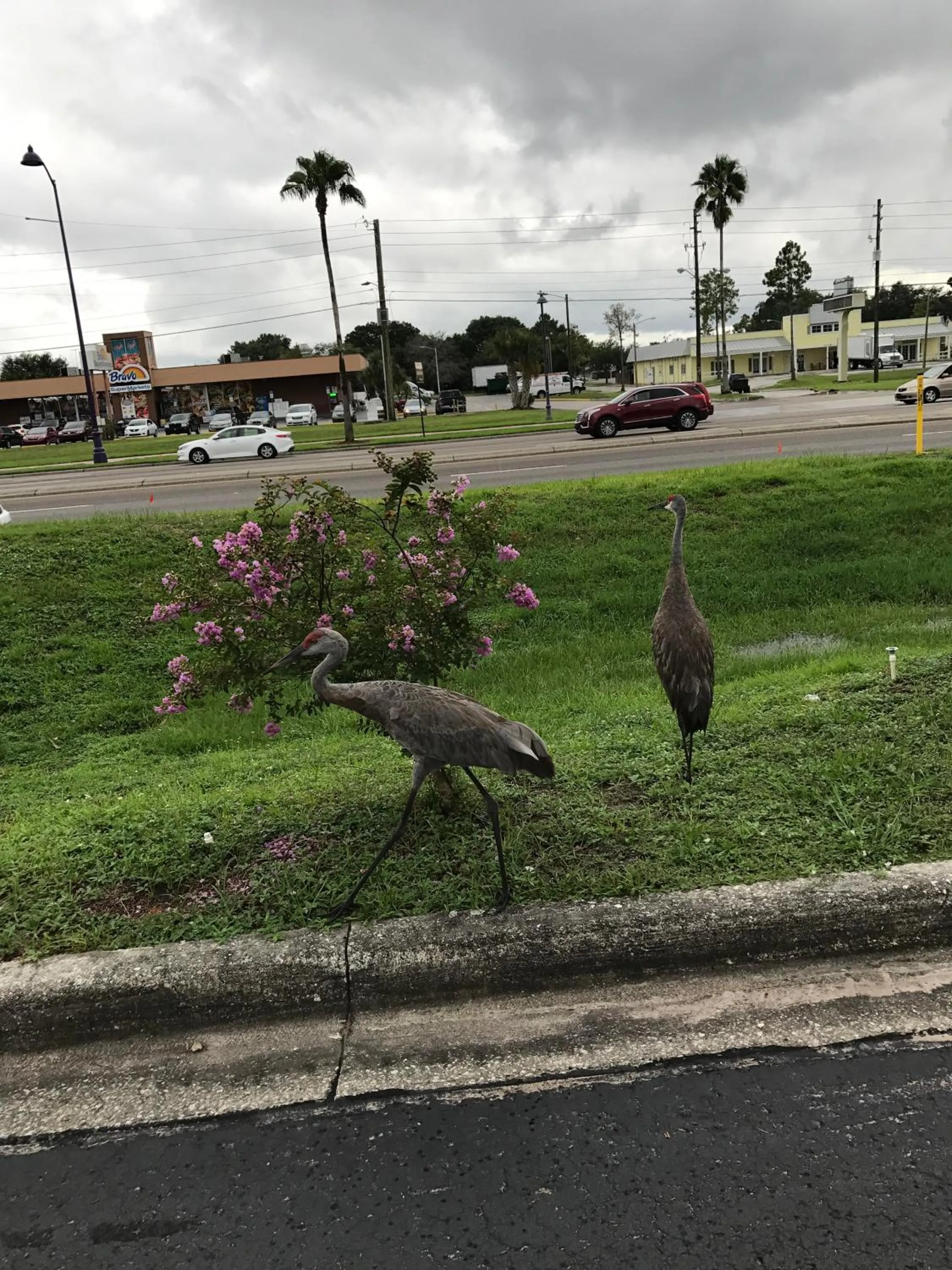 Pets in Enterprise Motel