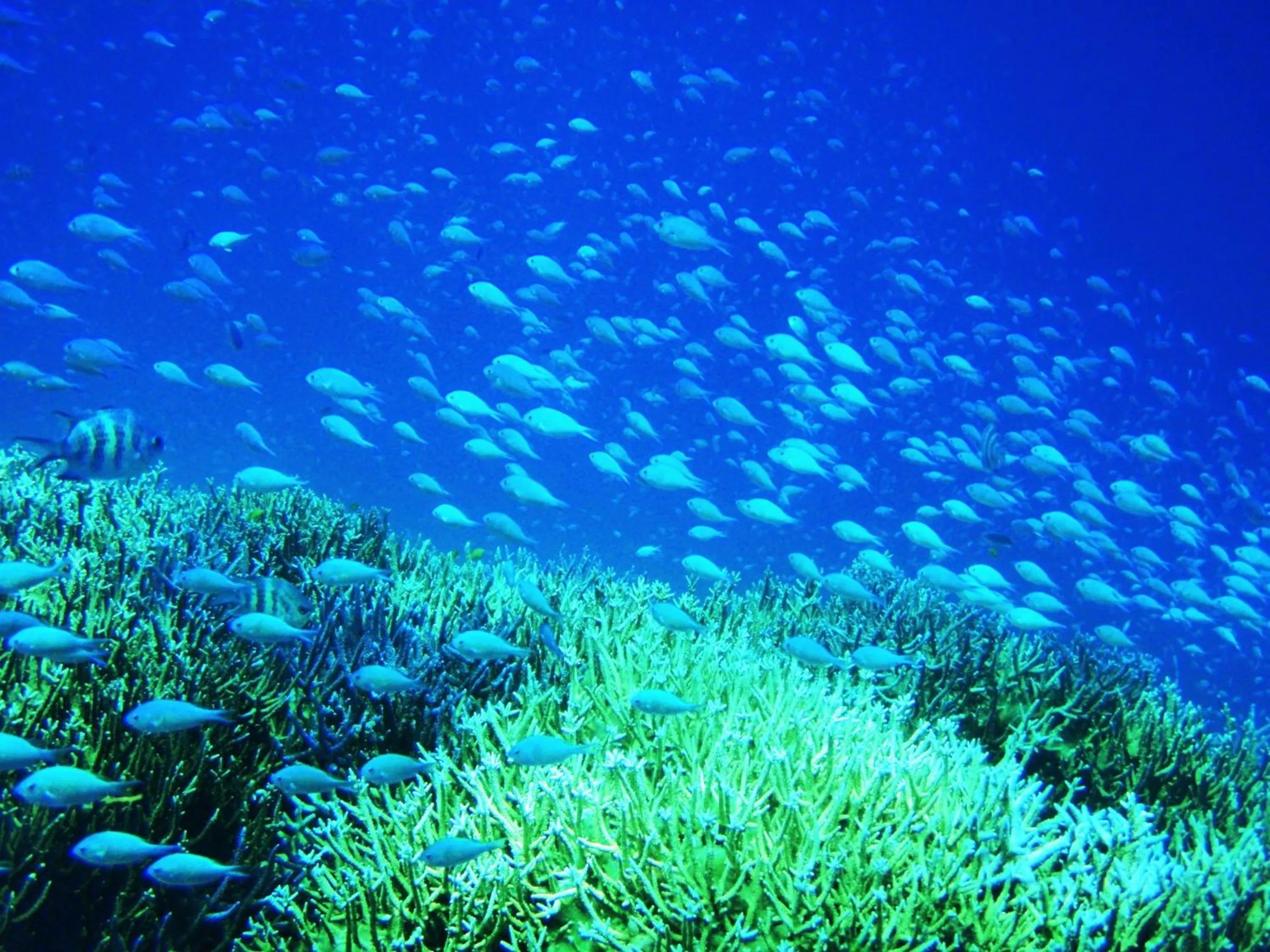 Snorkeling in Seven Colors Ishigakijima