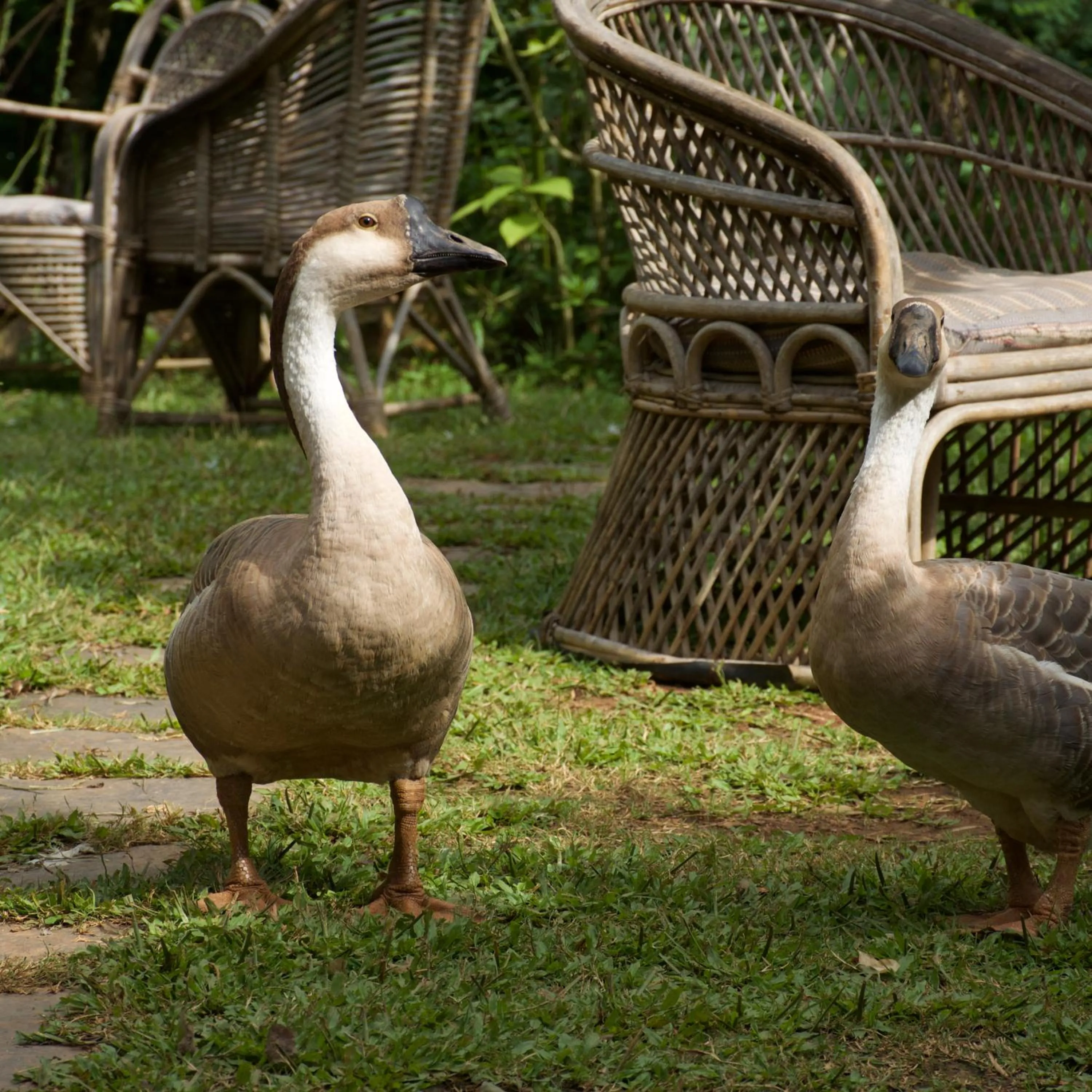 Animals in The Famous Farm