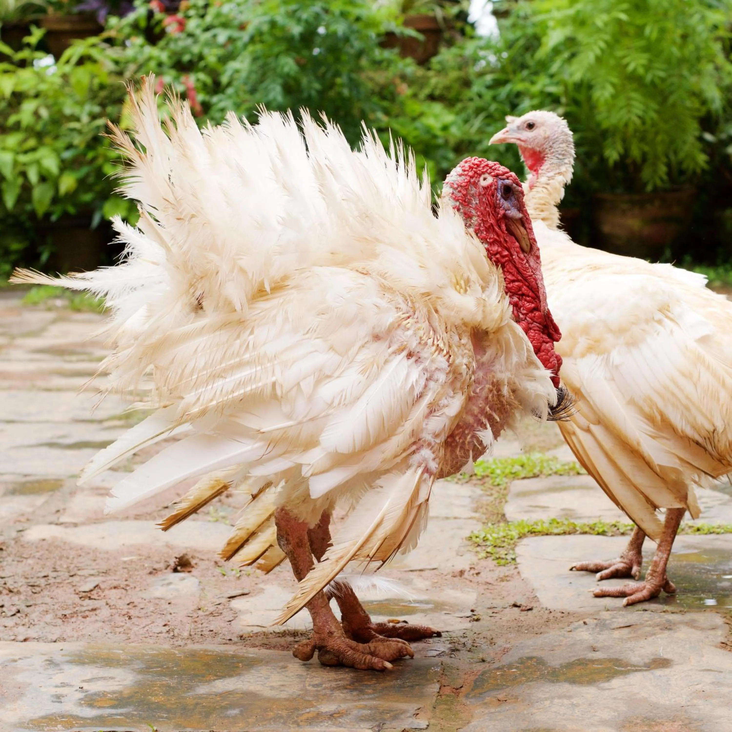 Animals in The Famous Farm