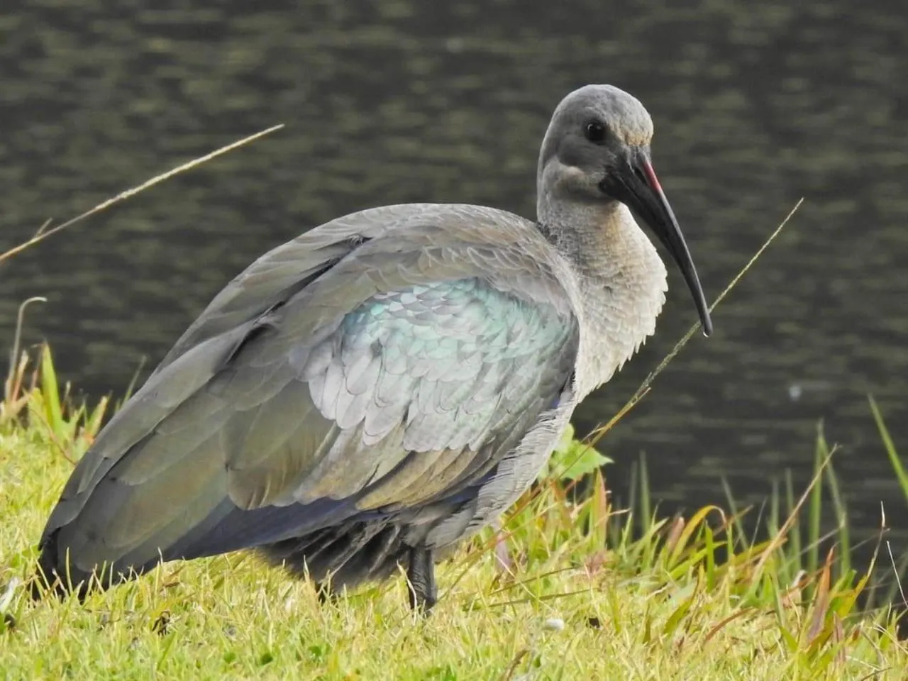 Animals in Valley of the Rainbow Fly Fishing Estate