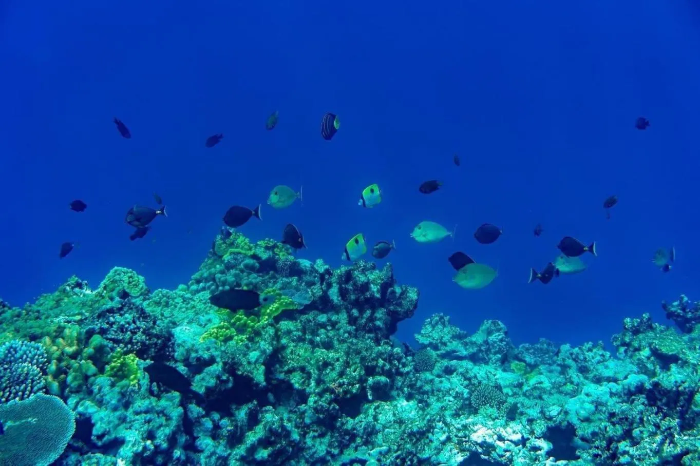 Tanna Evergreen Resort & Tours